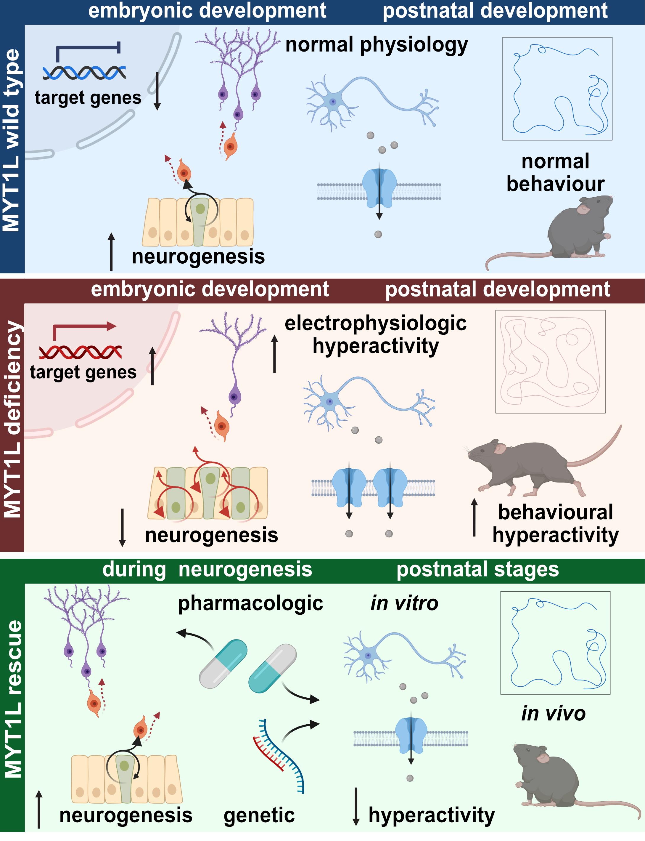 Schematic summary of the key roles of MYT1L during early and postnatal stages of development and defects upon MYT1L loss that can be compensated in part by genetic and pharmacologic intervention at both stages.