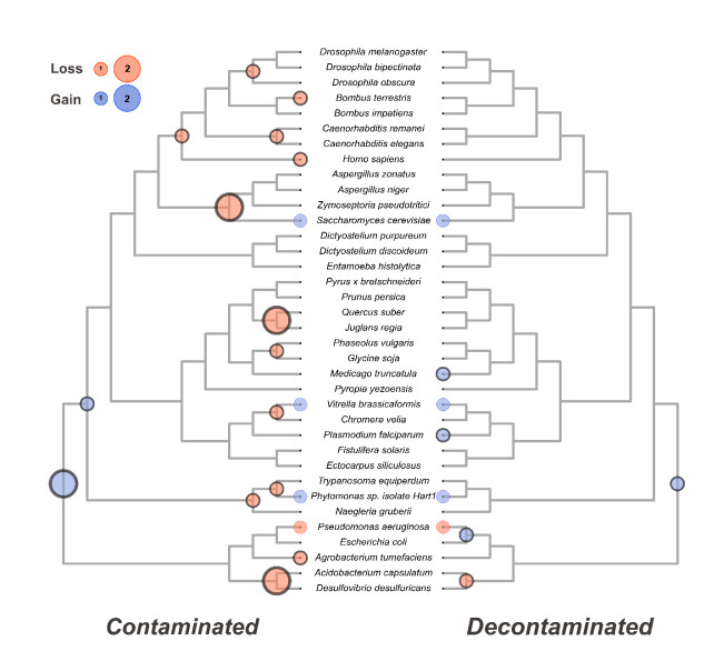 Fig. 4. Effect of contamination in the pyridoxal kinase gene family