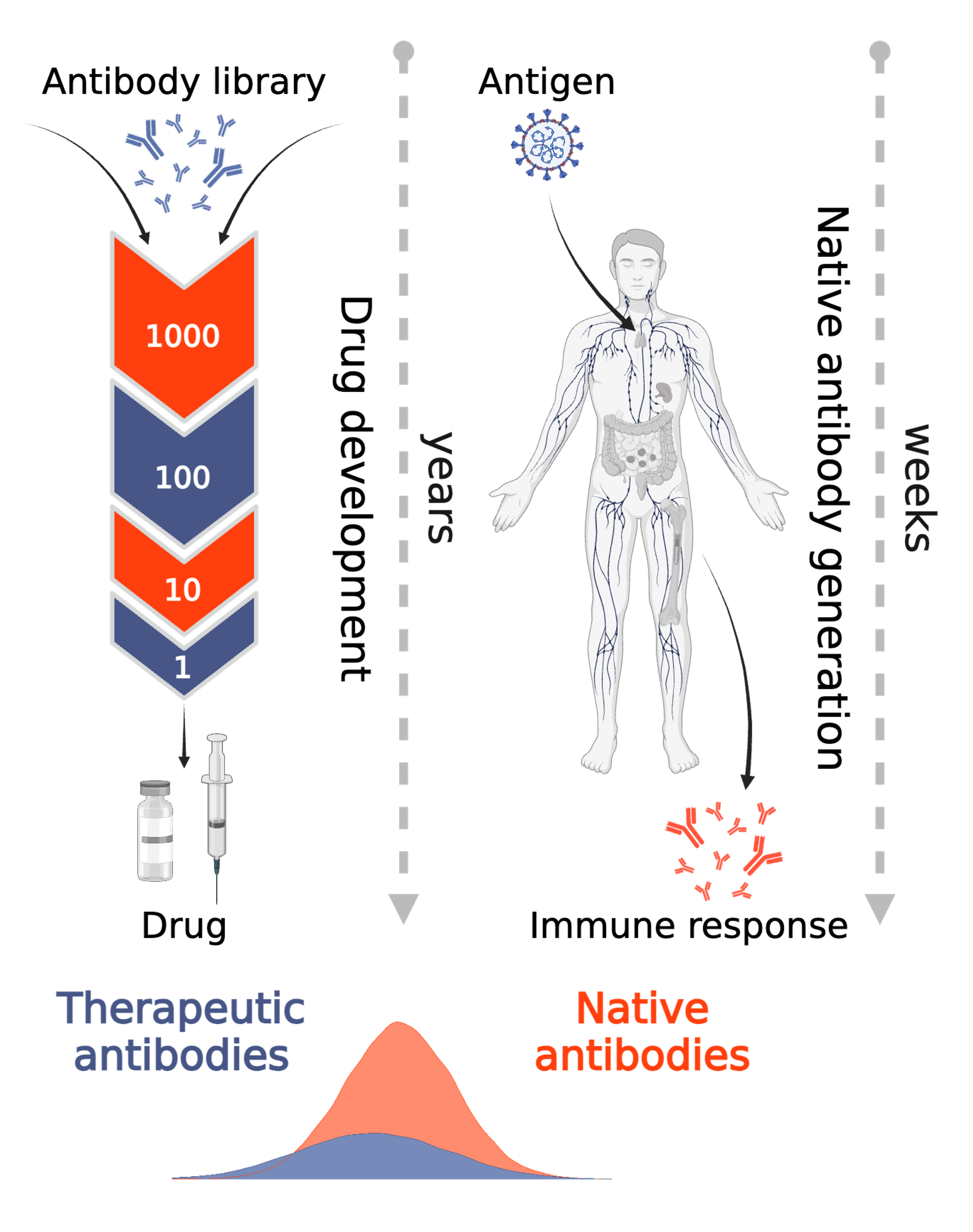 The native repertoire produces biologically compatible antibodies, and their sequence data are far more abundant than successful mAbs. 
