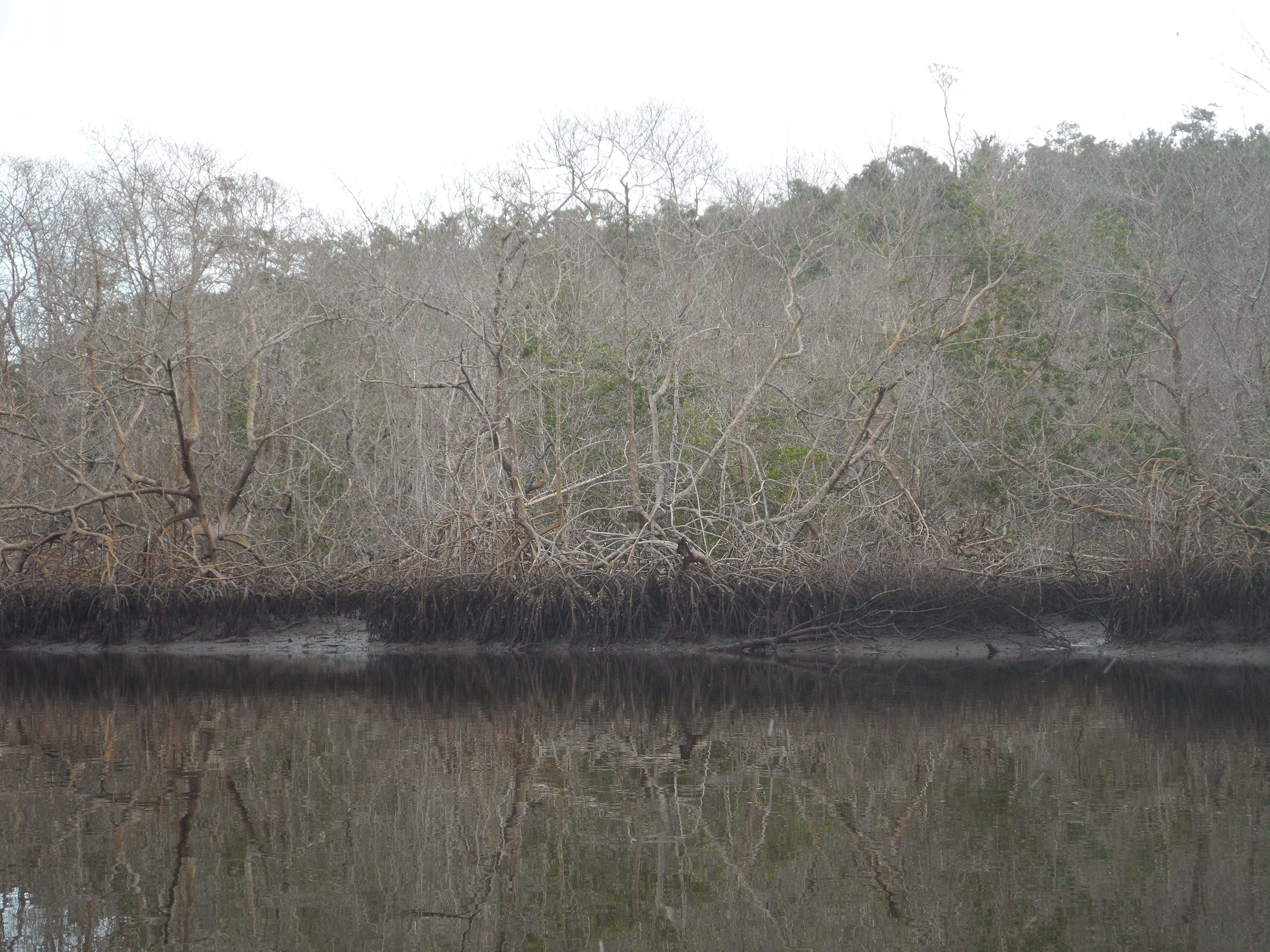 Overview of the dead mangrove forest