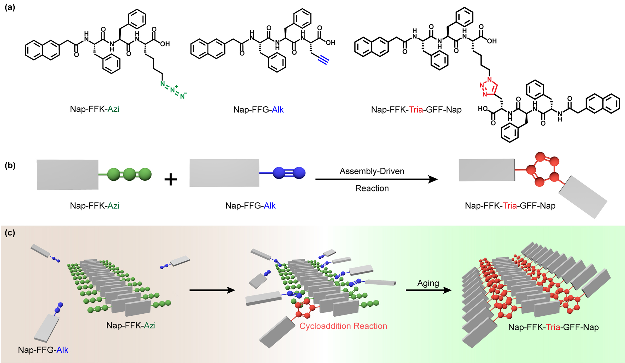 a Chemical structures of Nap-FFK-Azi, Nap-FFG-Alk and Nap-FFK-Tria-GFF-Nap. b Diagram of the regionally selective azide-alkyne cycloaddition reaction driven by assembly. c Schematic illustration of the regionally selective azide-alkyne cycloaddition reaction driven by assembly.