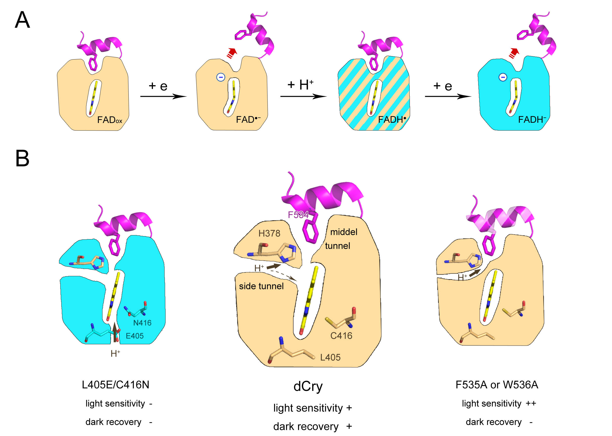 (A) The negative charge and conformational changes of the FAD cofactor regulate CTT release. (B) His378 of dCry adjusts the protonation degree of FAD during photoreduction to achieve a balance between light sensitivity and dark recovery.