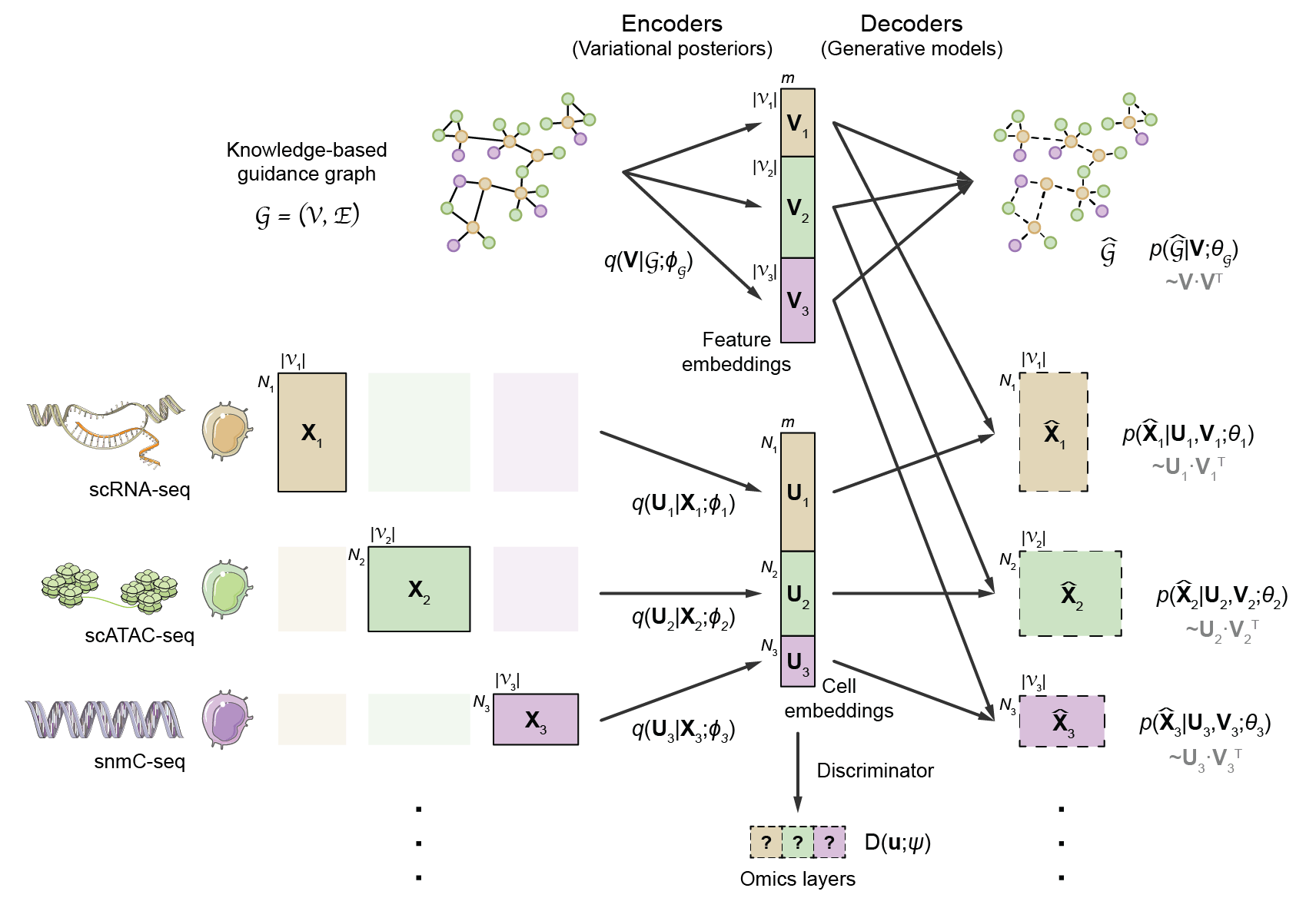 Architecture of the GLUE model