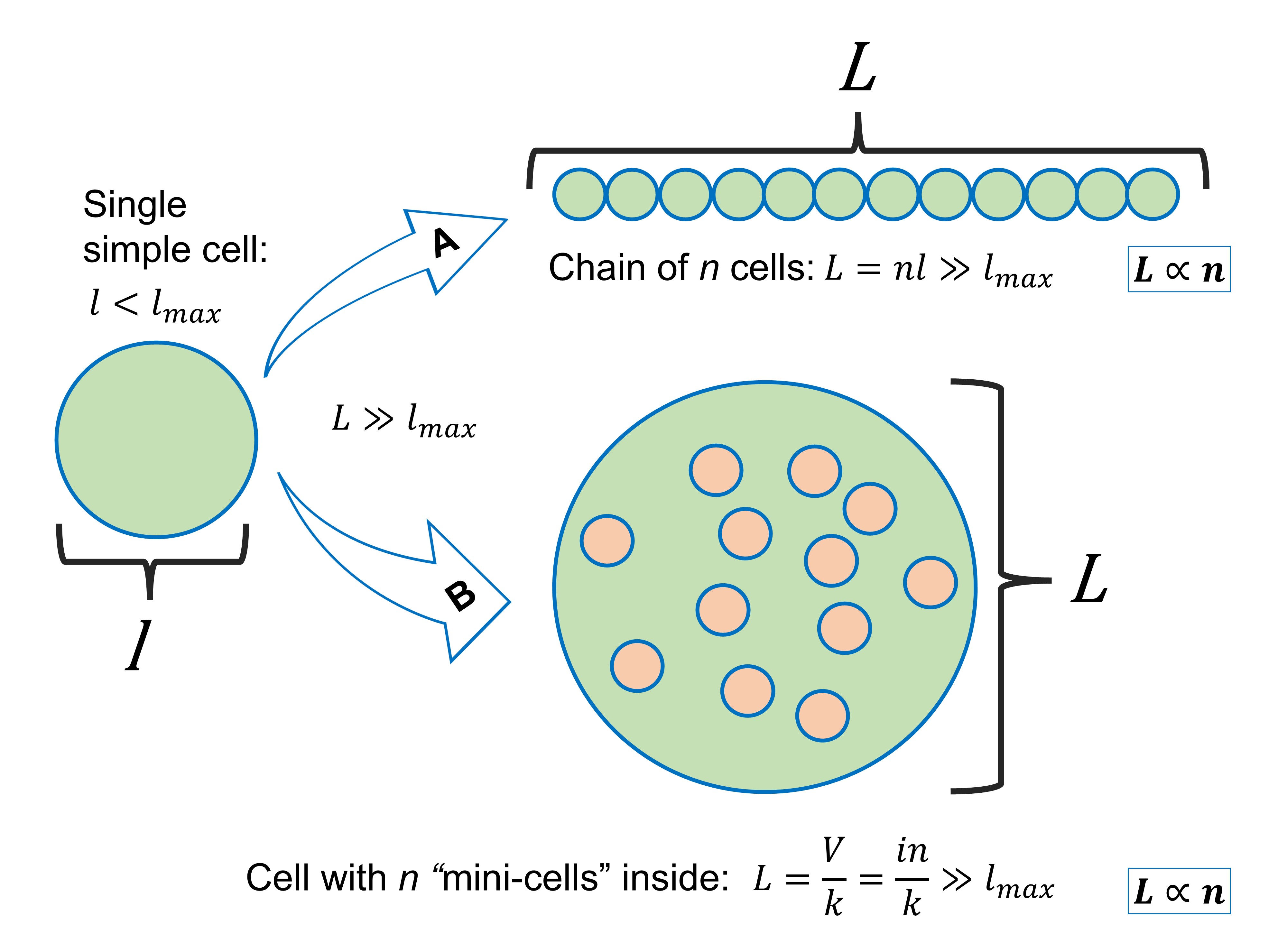 Mathematical grounds for the selection for complexity