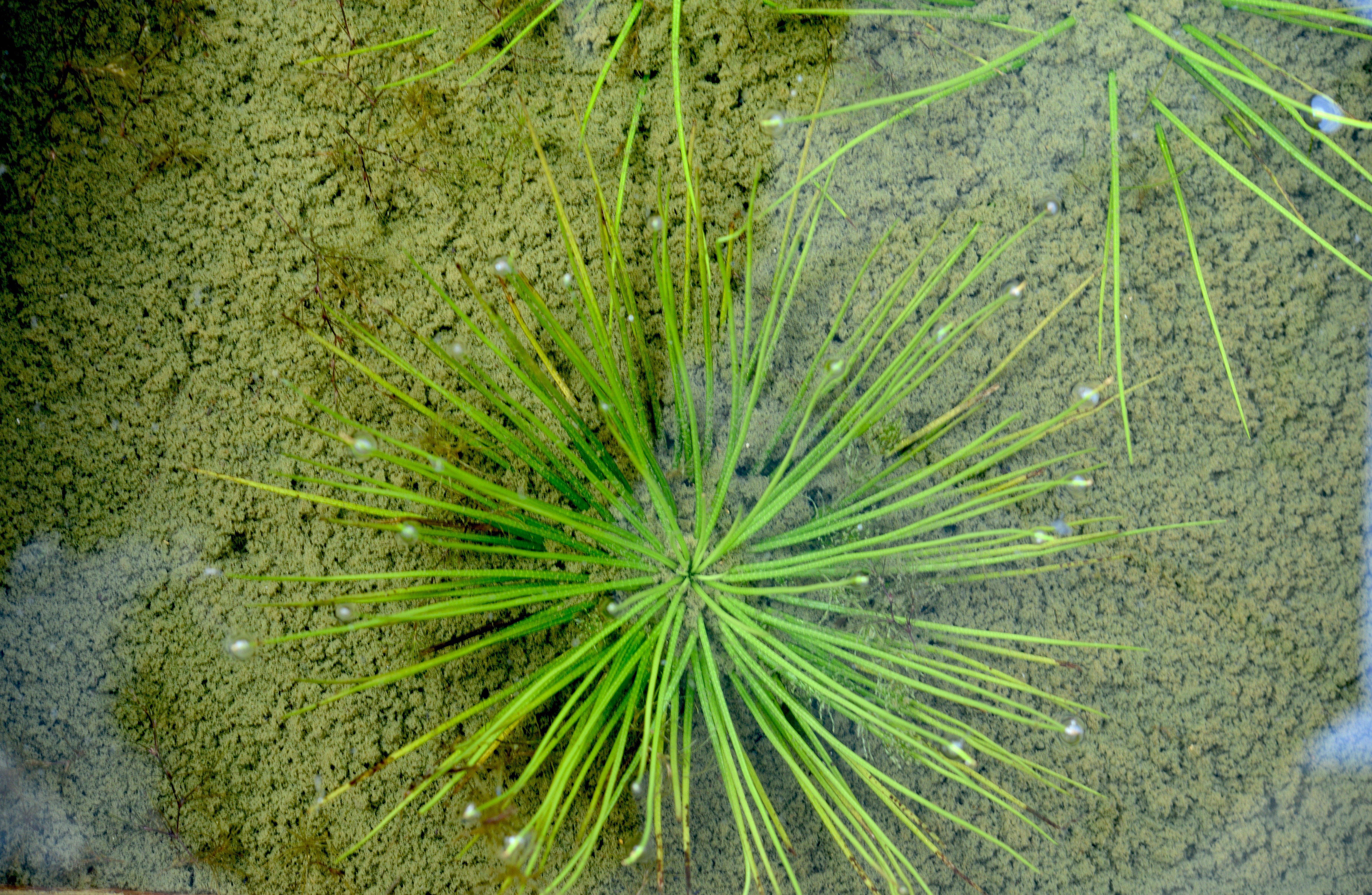 Isoetes taiwanensis growing submerged in shallow water. Photo credit: Pi-Fong Lu