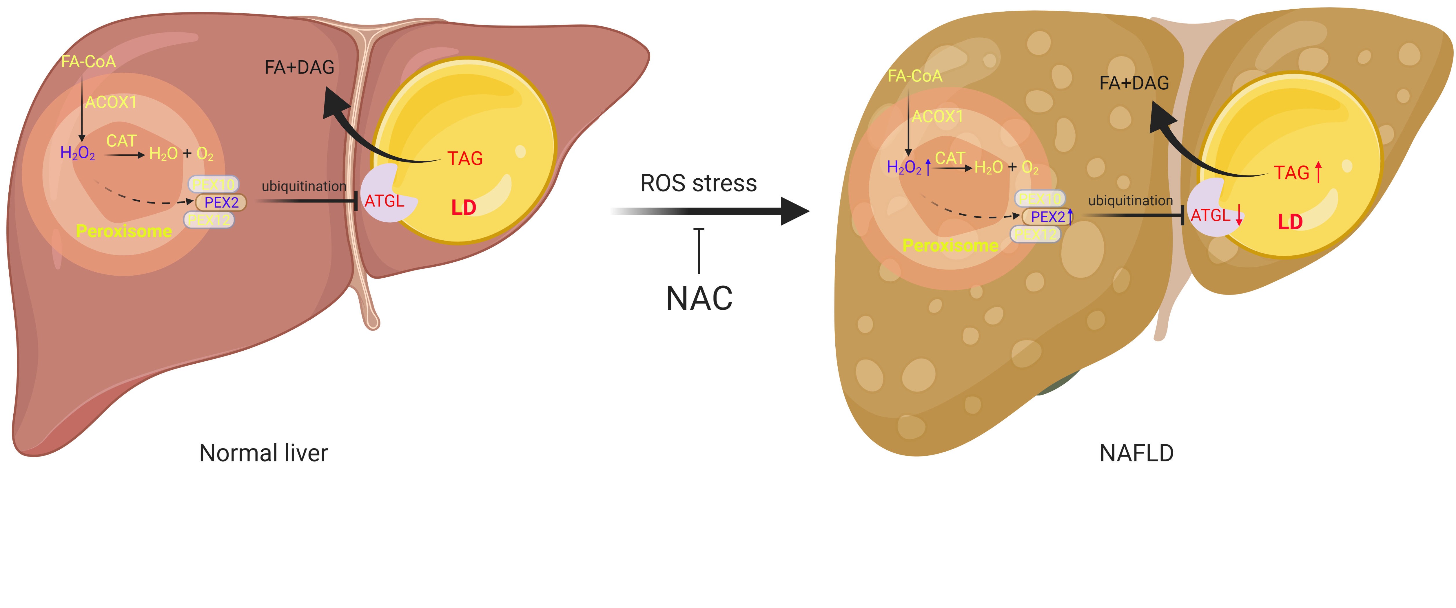 Regulation of cellular lipid homeostasis