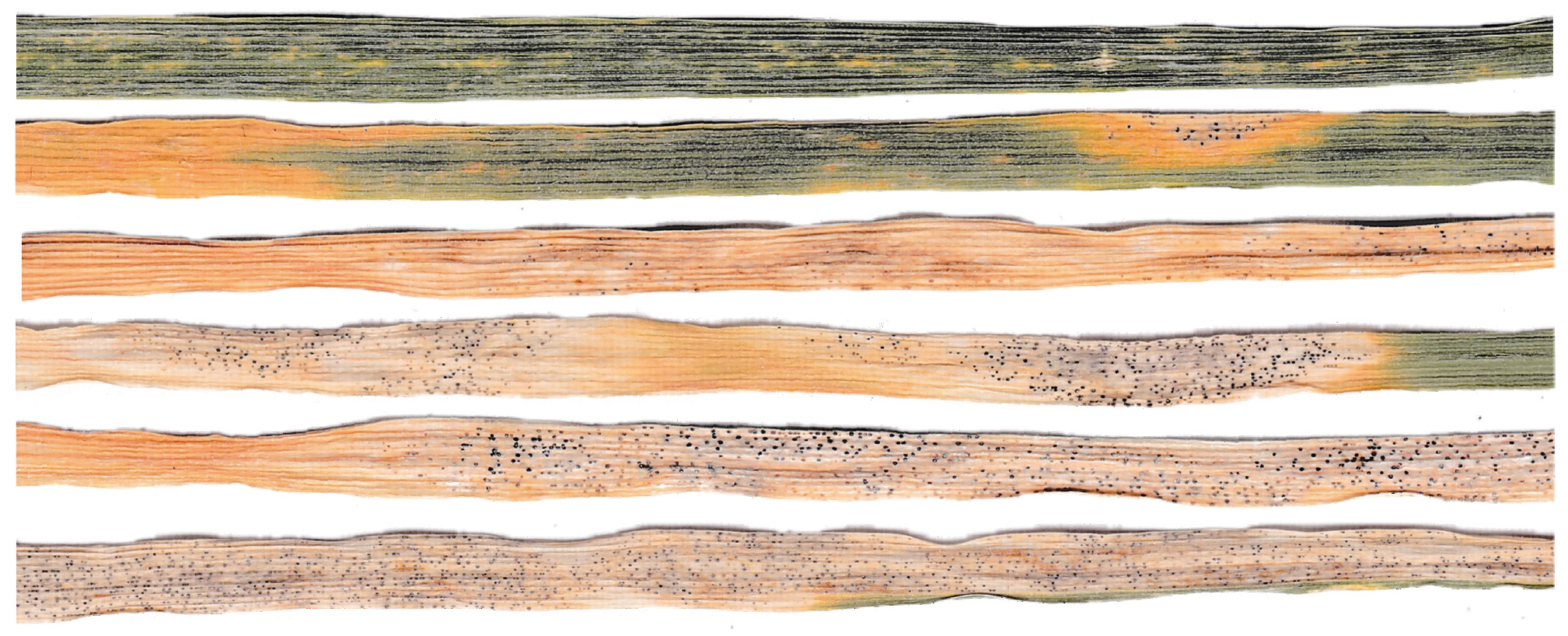 Septoria tritici blotch on Watkins Collection wheat landraces Septoria on wheat leaves