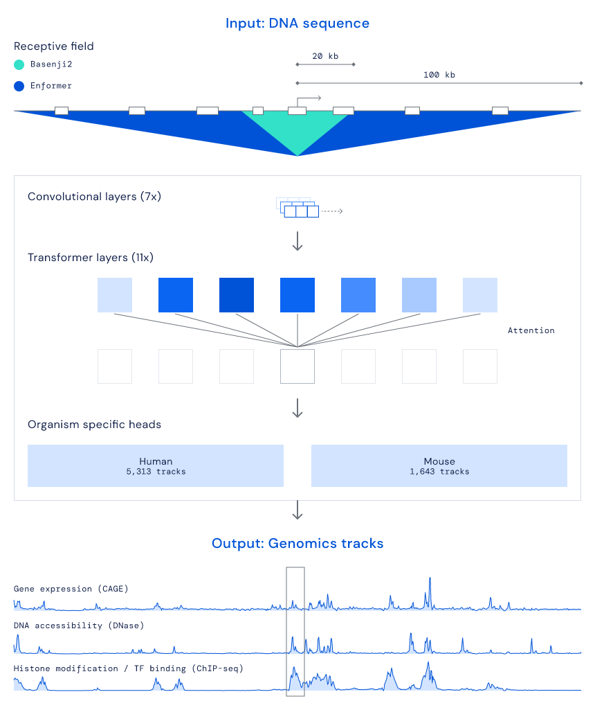 DeepMind Enformer diagram 1