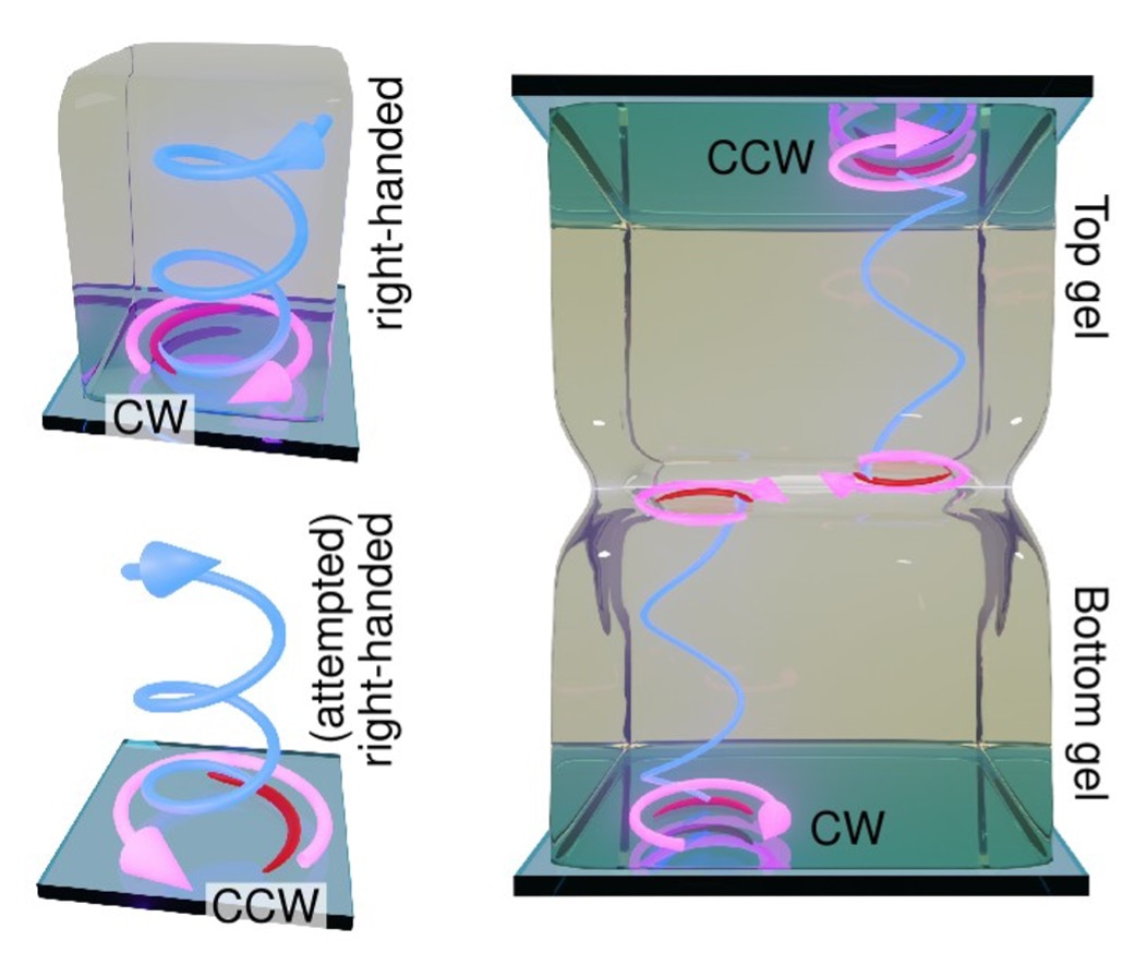 Schematic of chirality in the sandwich assay.