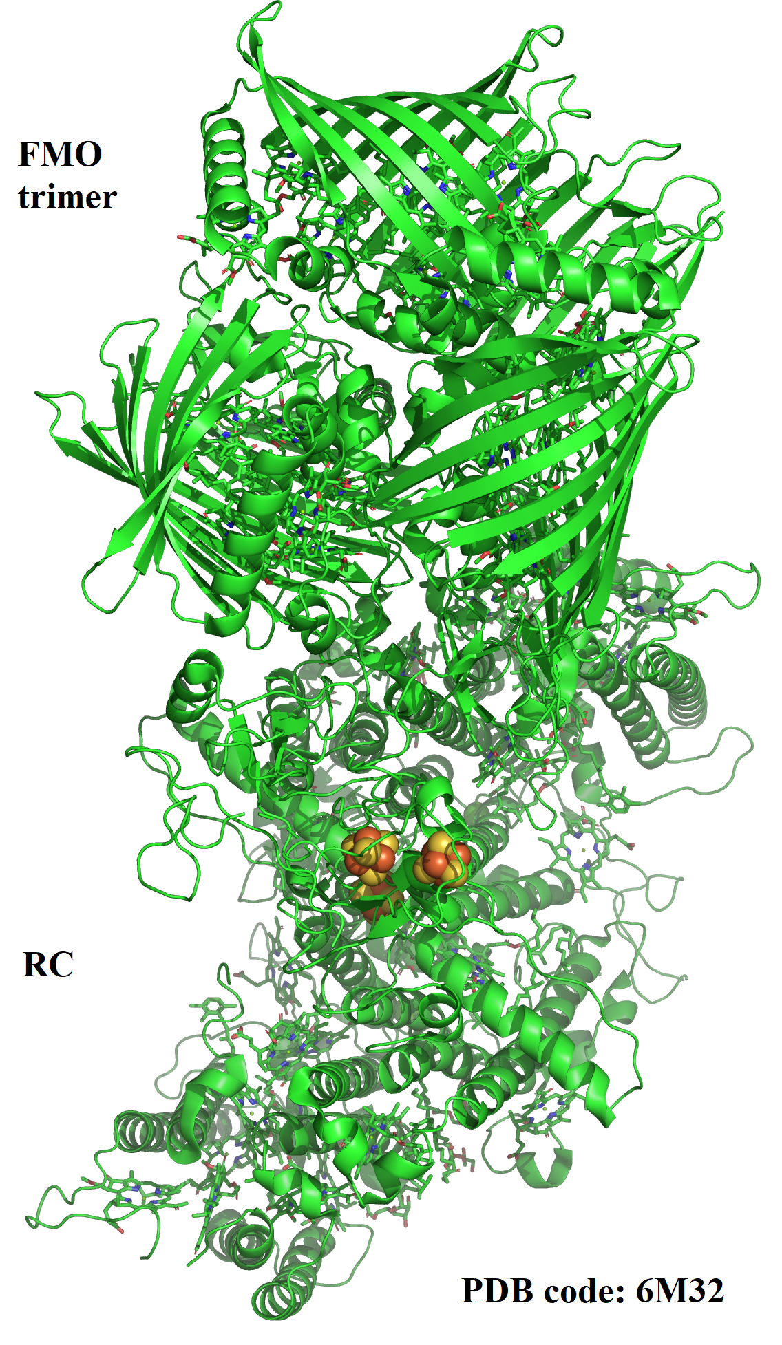 FMO trimer attached to reaction center(protein data bank (PDB) code: 6M32)