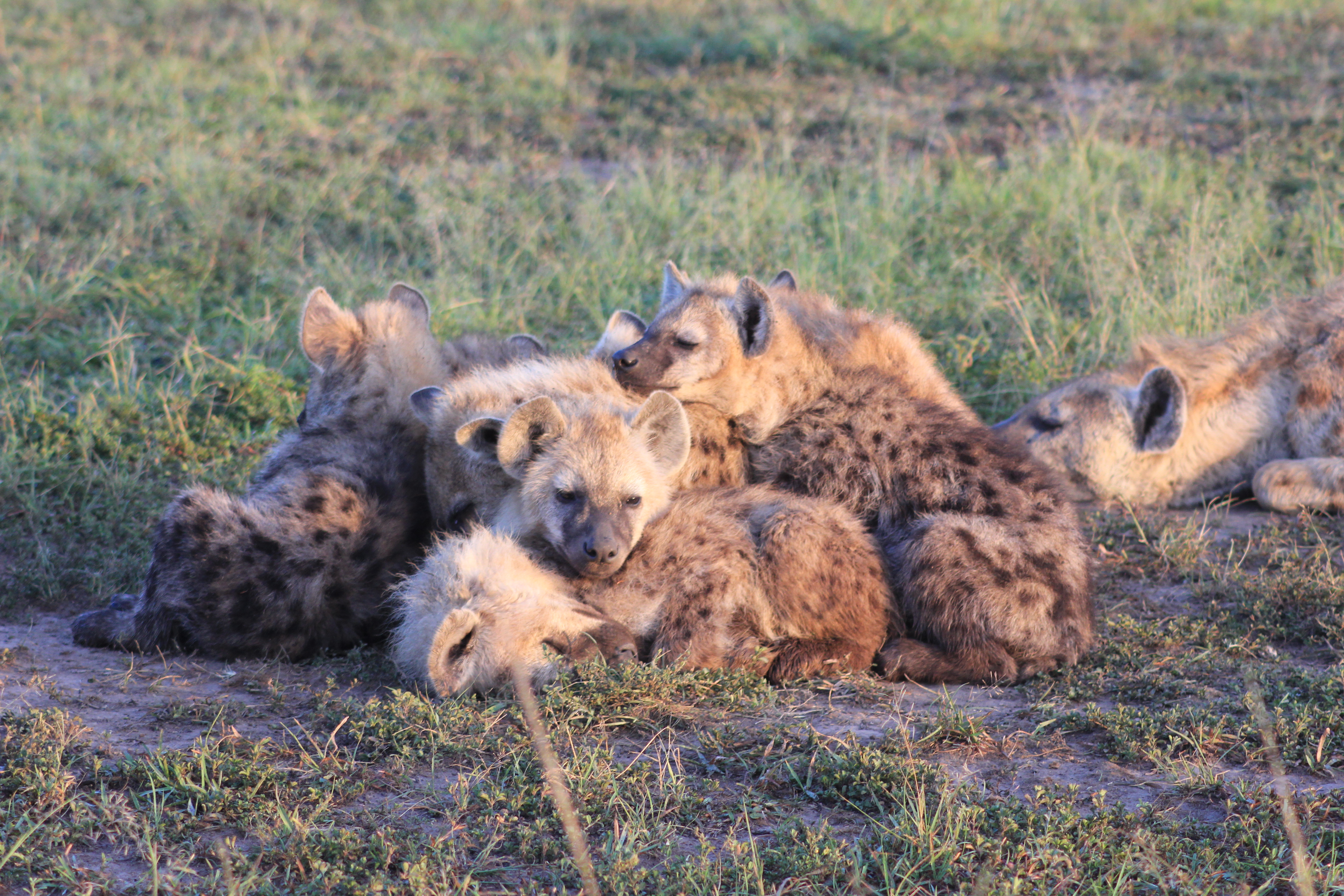 Young hyenas together at the communal den.