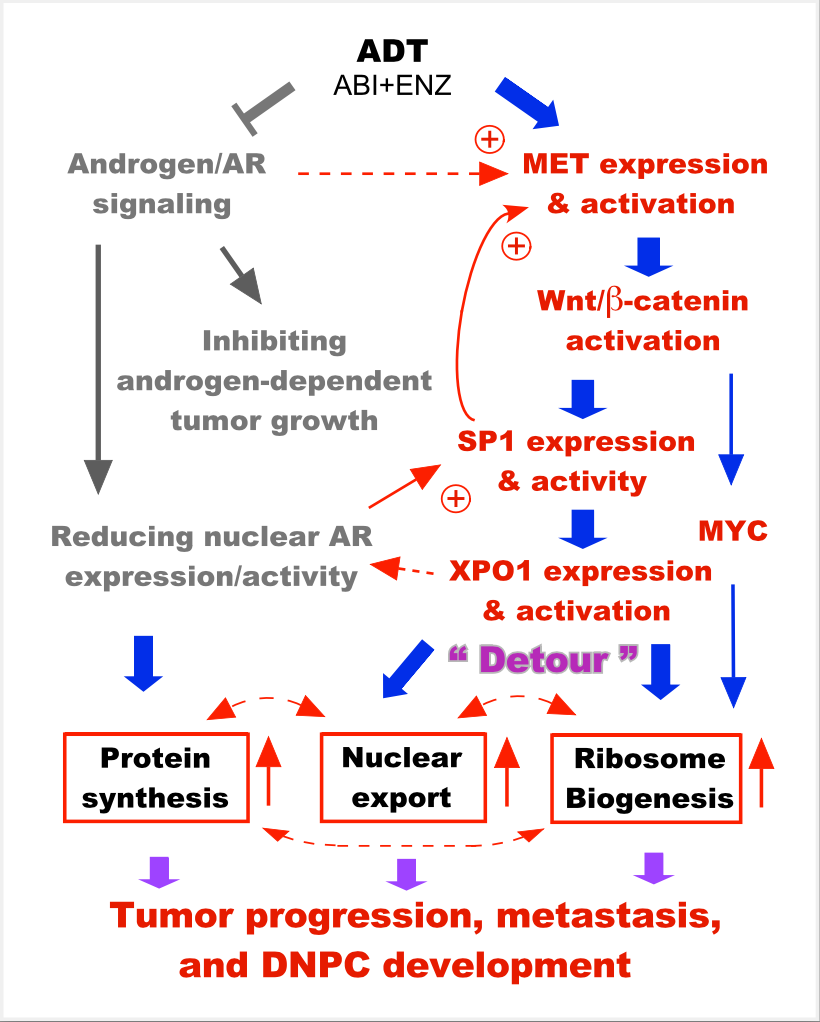 Recent data showed that treatment with abiraterone and enzalutamide leads to decreased AR signaling and elevated HGF/MET signaling which then activates pathways causing increased XPO1 and ribosomal protein expression, which further promote prostate tumor progression, metastasis and DNPC development. ADT, androgen deprivation therapy; AR, androgen receptor; DNPC, double-null prostate cancer.