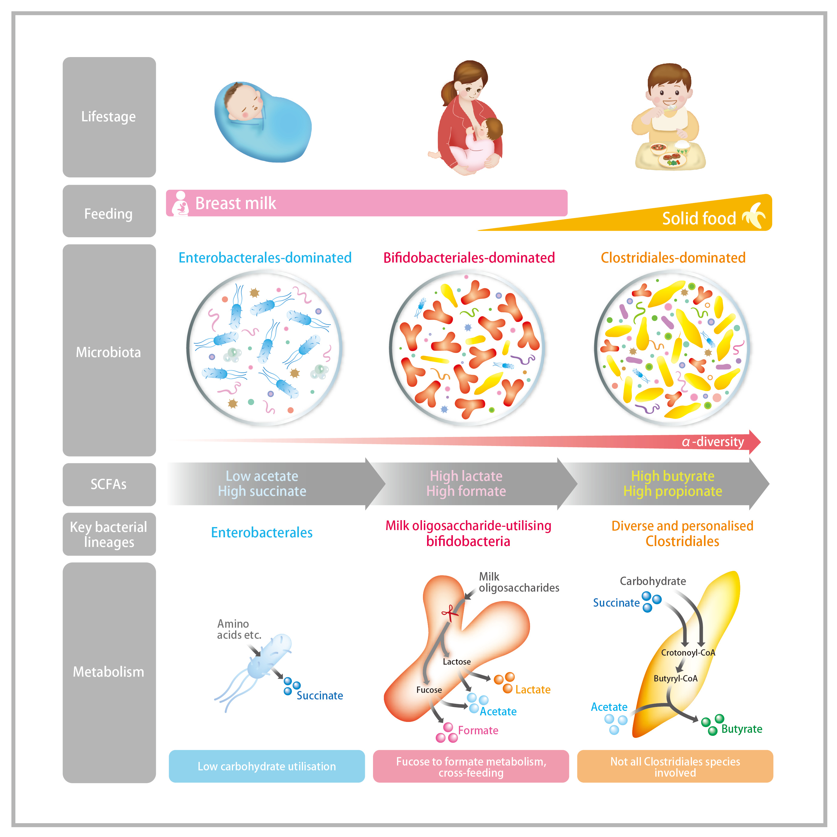 Dynamics of gut short-chain fatty acid profile and their association with microbiota in early life. Both gut microbiota composition and SCFA profiles exhibit three phases of progression. Until breastfeeding cessation, colonisation of fucosylated human milk oligosaccharide-utilising bifidobacteria contribute to lactate and formate production. After the breastfeeding cessation, diverse and personalised Clostridiales play major roles in gut butyrate production. 