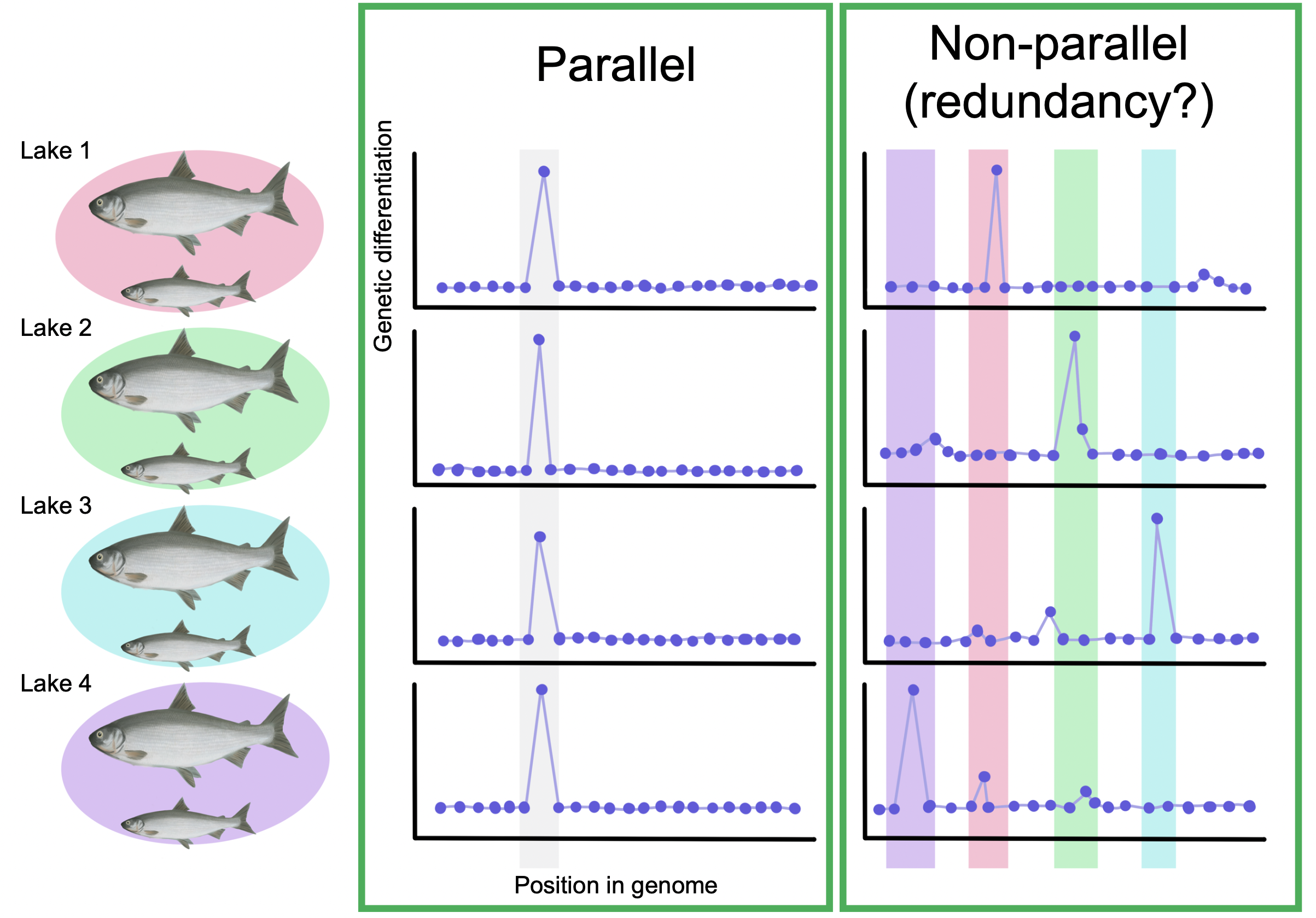 Figure 3. A schematic of the results of our genome scans showing that independent pairs of whitefish exhibit both shared, parallel genetic differentiation (indicated by CSS; left) and non-parallel or species-pair specific patterns of genetic differentiation that may suggest a degree of genetic redundancy in ecomorph variation (as indicated by FST; right).