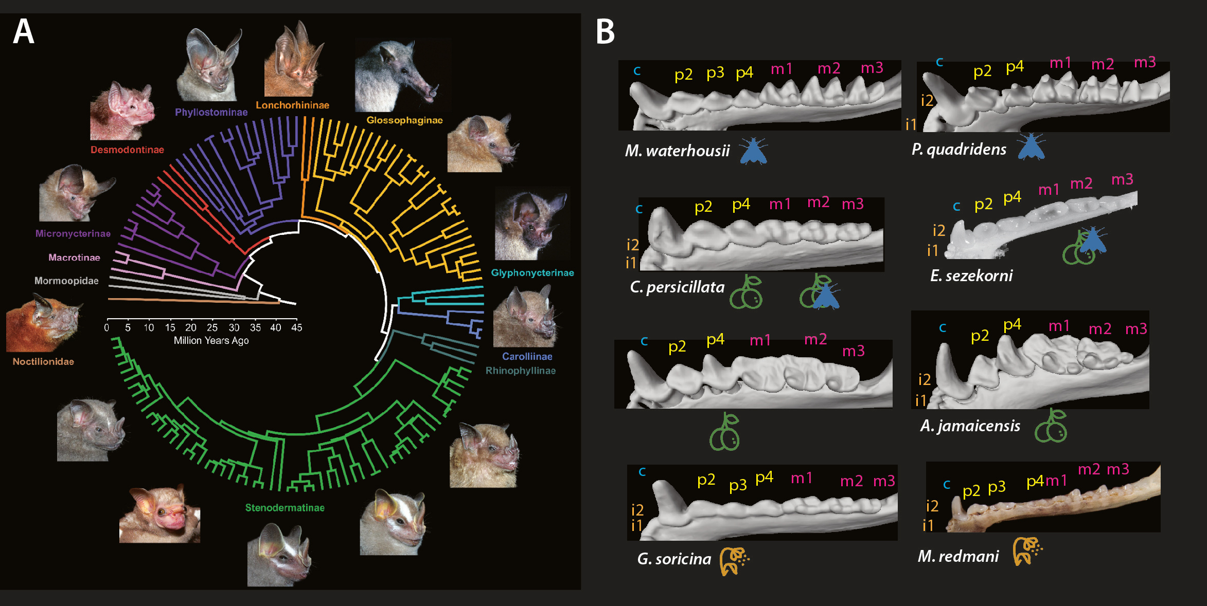 Bat diversity 