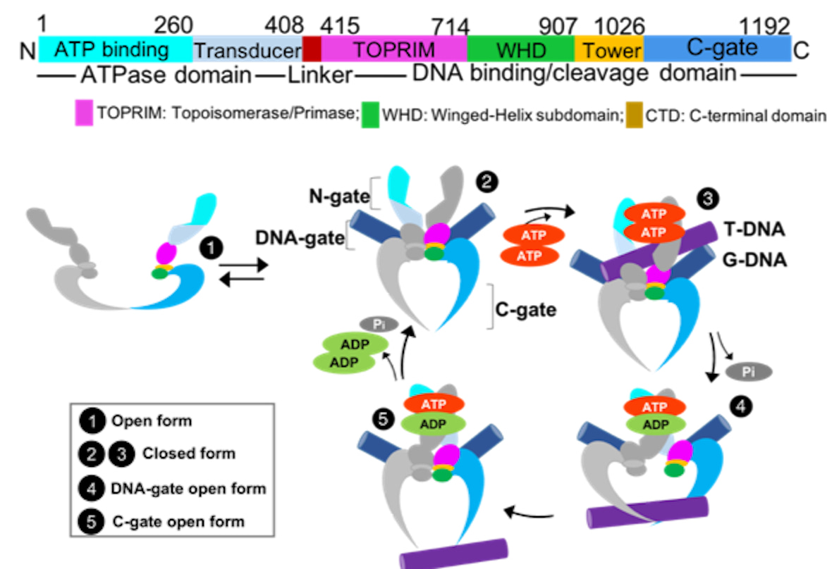 The full-process is orchestrated by the binding and release of ligands, including Transport/Gate-DNA and ATP. Together with the sequential ATP hydrolysis, the operating mechanism of N-, DNA, and C-gate is timely regulated. Fig. is adapted from the original publication: DOI 10.1038/s42004-024-01129-y.