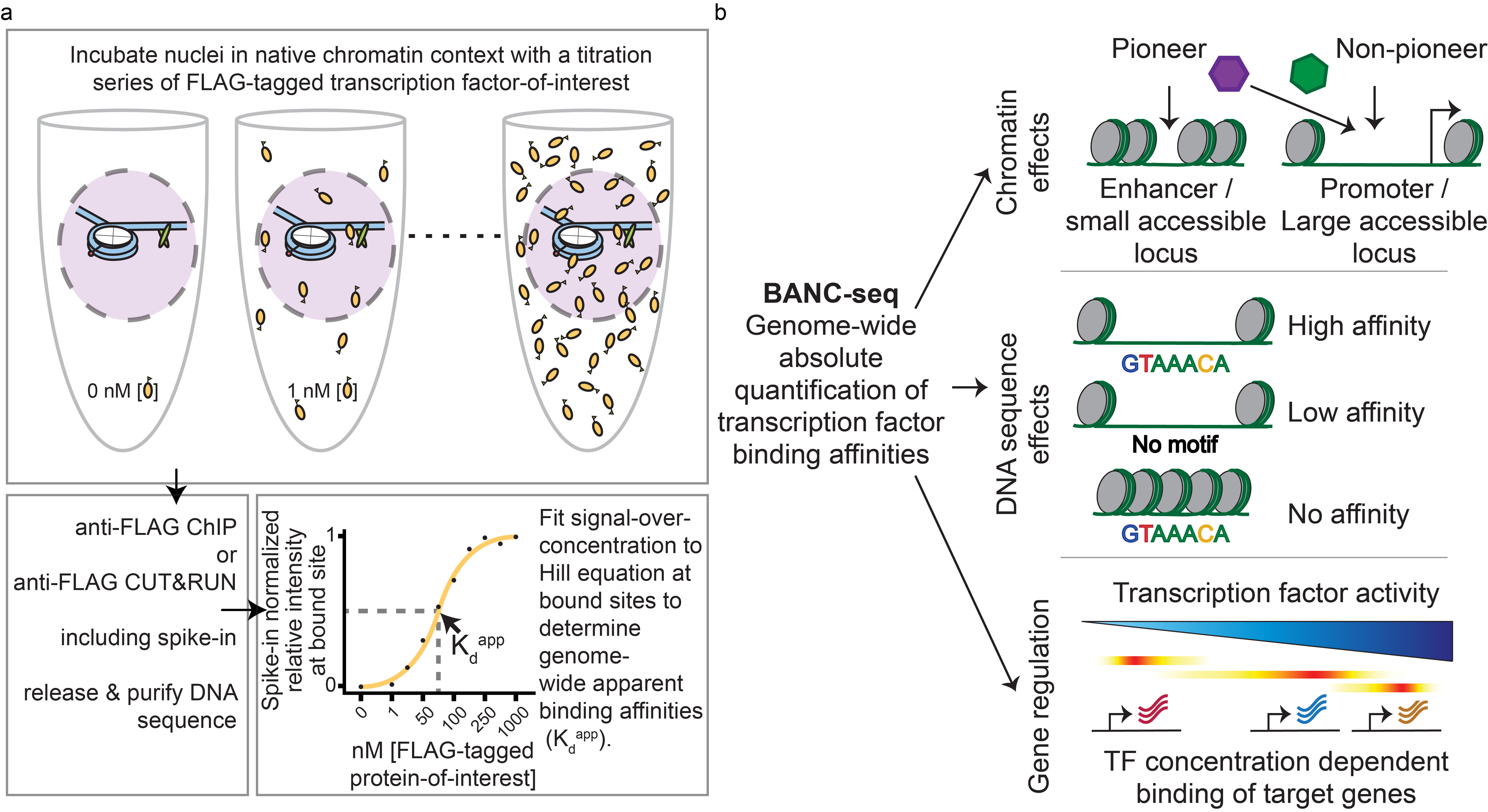 Overview of the BANC-seq experimental procedure and interpretation