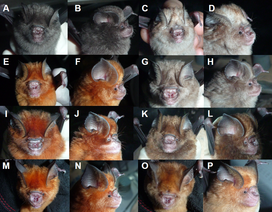 Figure 2. Photos of bats belonging to the cryptic species complex Hipposideros caffer. © Heather J. Baldwin