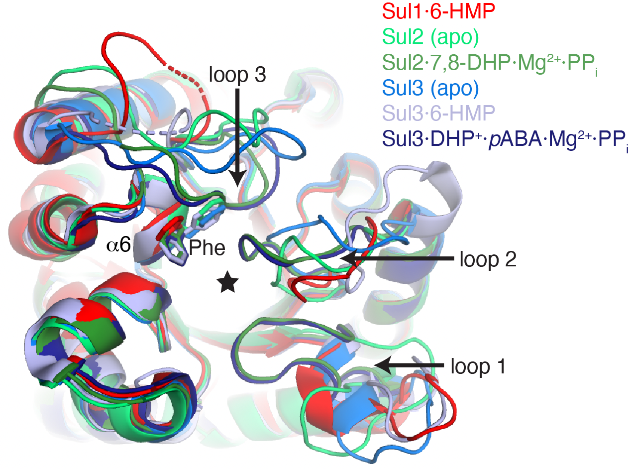 Structures of Sul enzymes Structures of Sul enzymes