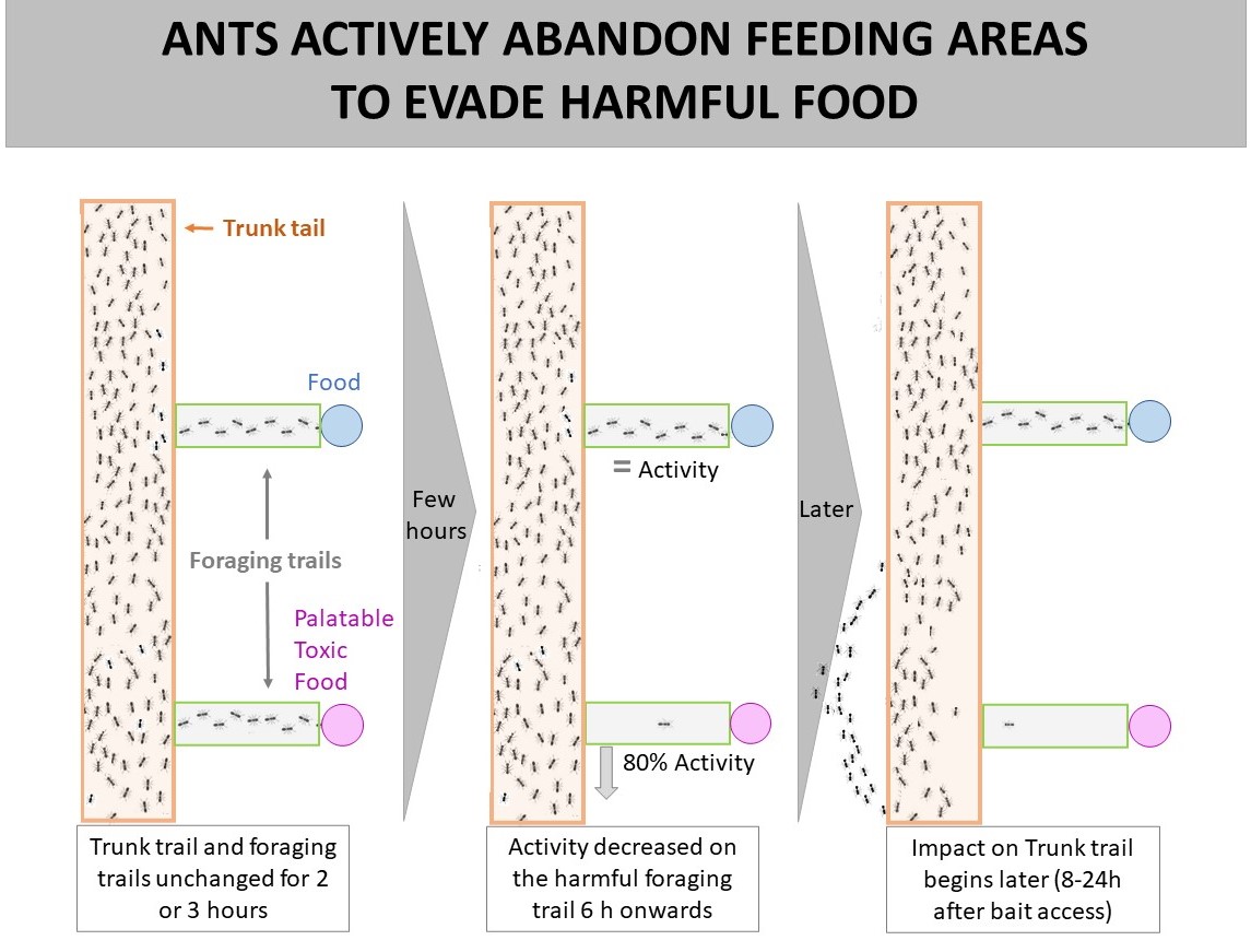 Figure 1: Activity dynamics in response to toxic bait. Two wooden bridges connected to a main trail initially offered sucrose, establishing foraging trails. One bridge switched to toxic bait, resulting in sustained initial activity for 2-3 hours. Subsequently, activity significantly declined in the toxic bait bridge, followed by a gradual decrease in activity along the trunk trail close to the toxic bait bridge. This area abandonment effect persisted throughout the experiment; as observed in indoor control settings, this abandonment may endure for weeks or even months.
