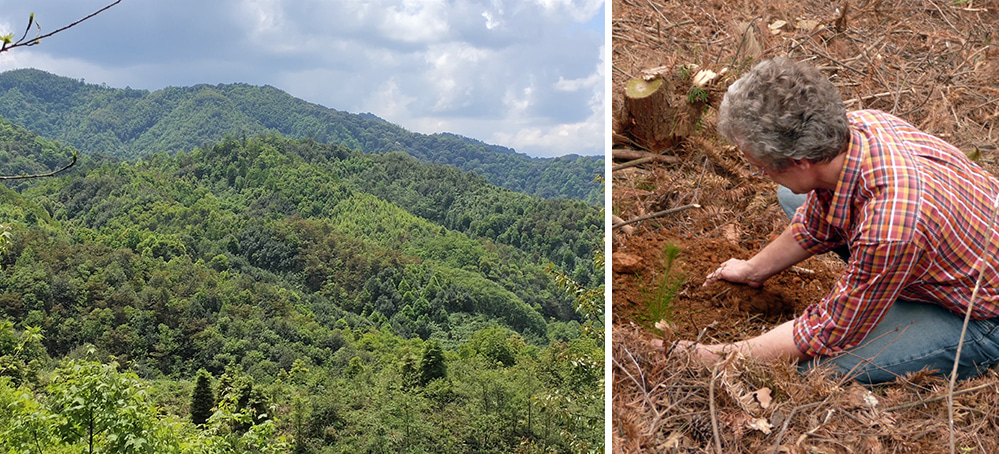 left: Site B view in 2021; right: the first tree planted by Helge in 2009