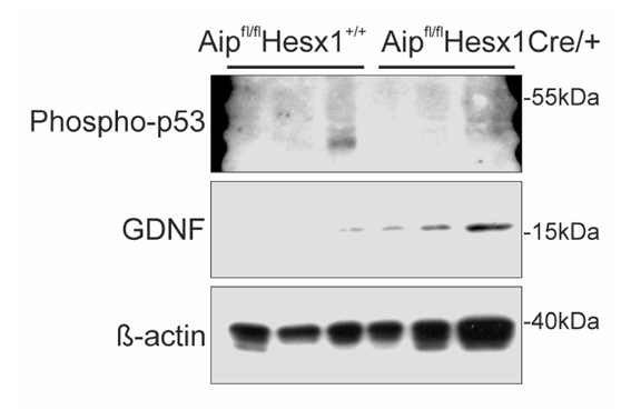 Pituitary extracts from pituitary-specific Aip knockout mice compared to wtAip