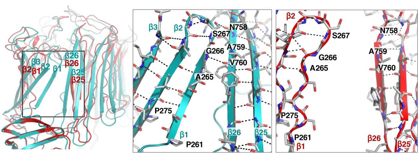 Superimposed structures of partly (cyan) and fully open conformations (red). 