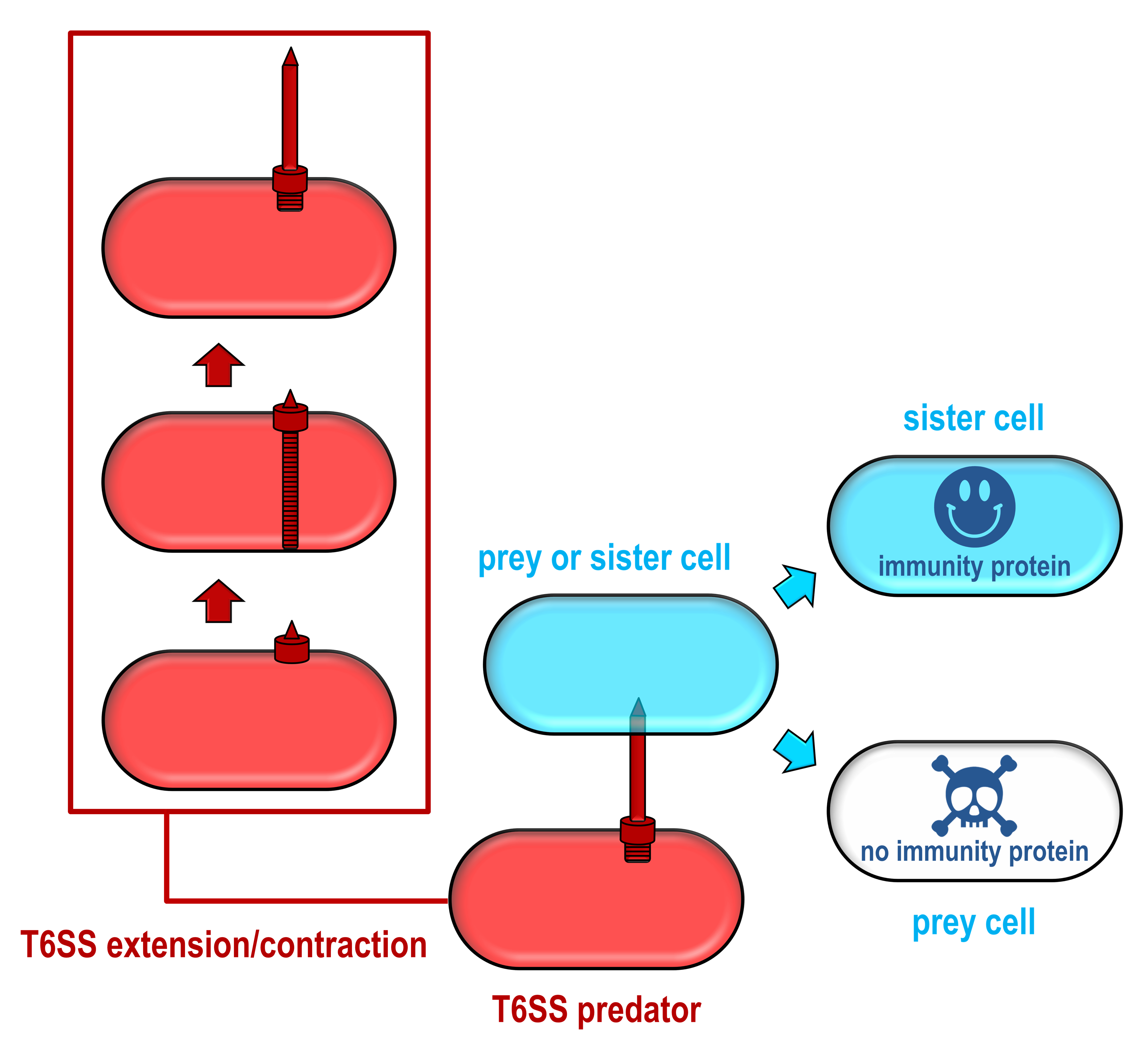T6SS overview