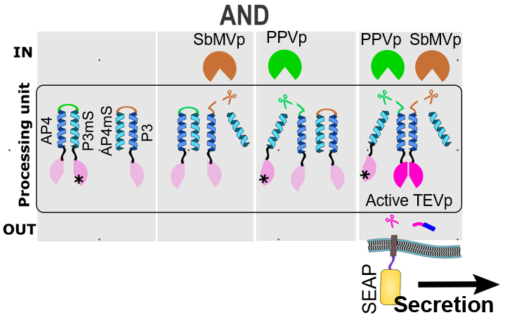 Figure 2: A demonstration of a two-input signal processing according to an AND Boolean logic function using SPOC system, which controls the release of a SEAP reporter protein with the membER system.