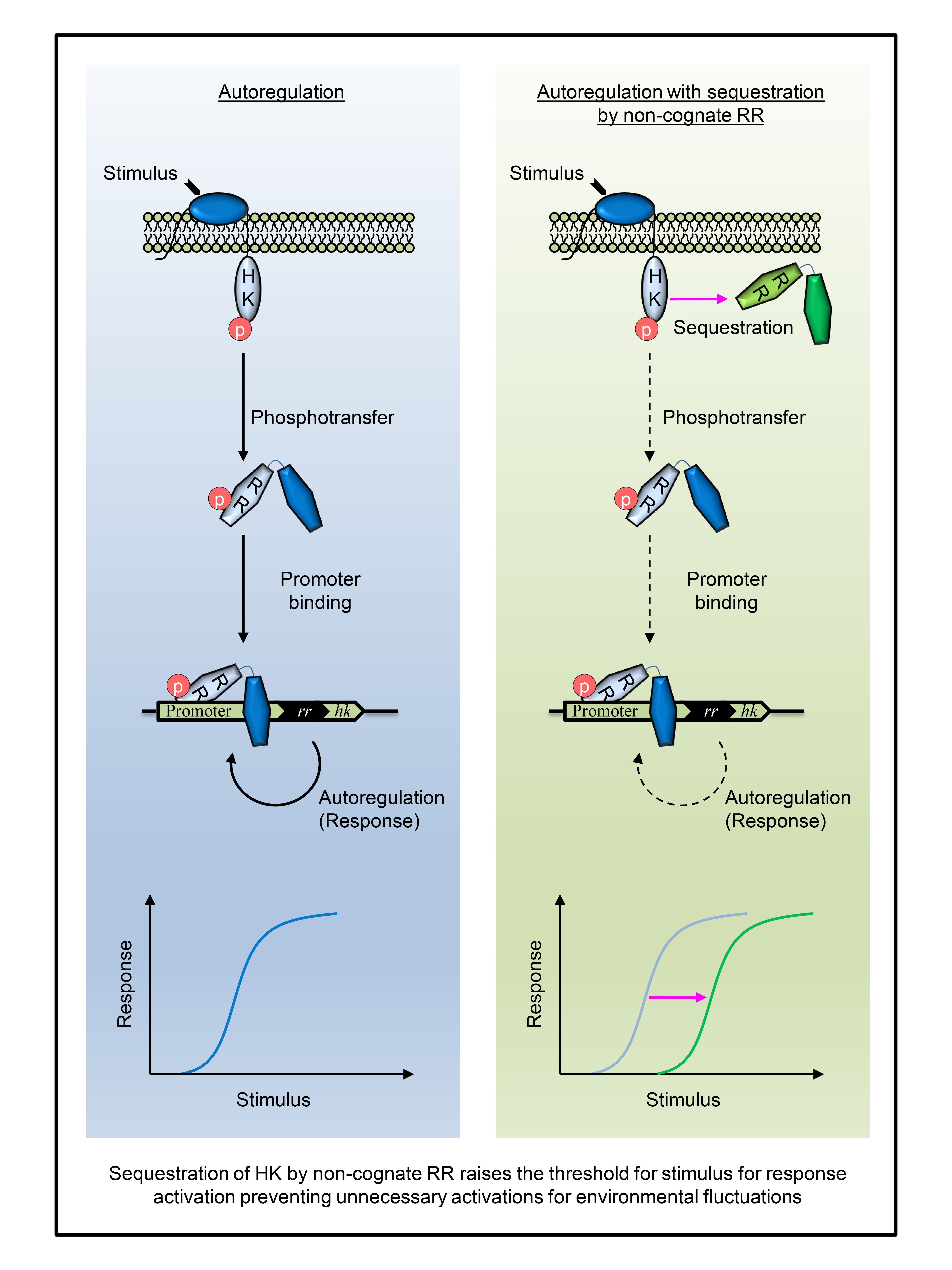 Sequestration of HK by non-cognate RR raises the threshold for stimulus for response activation preventing unnecessary activations for environmental fluctuations Sequestration of HK by non-cognate RR raises the threshold for stimulus for response activation