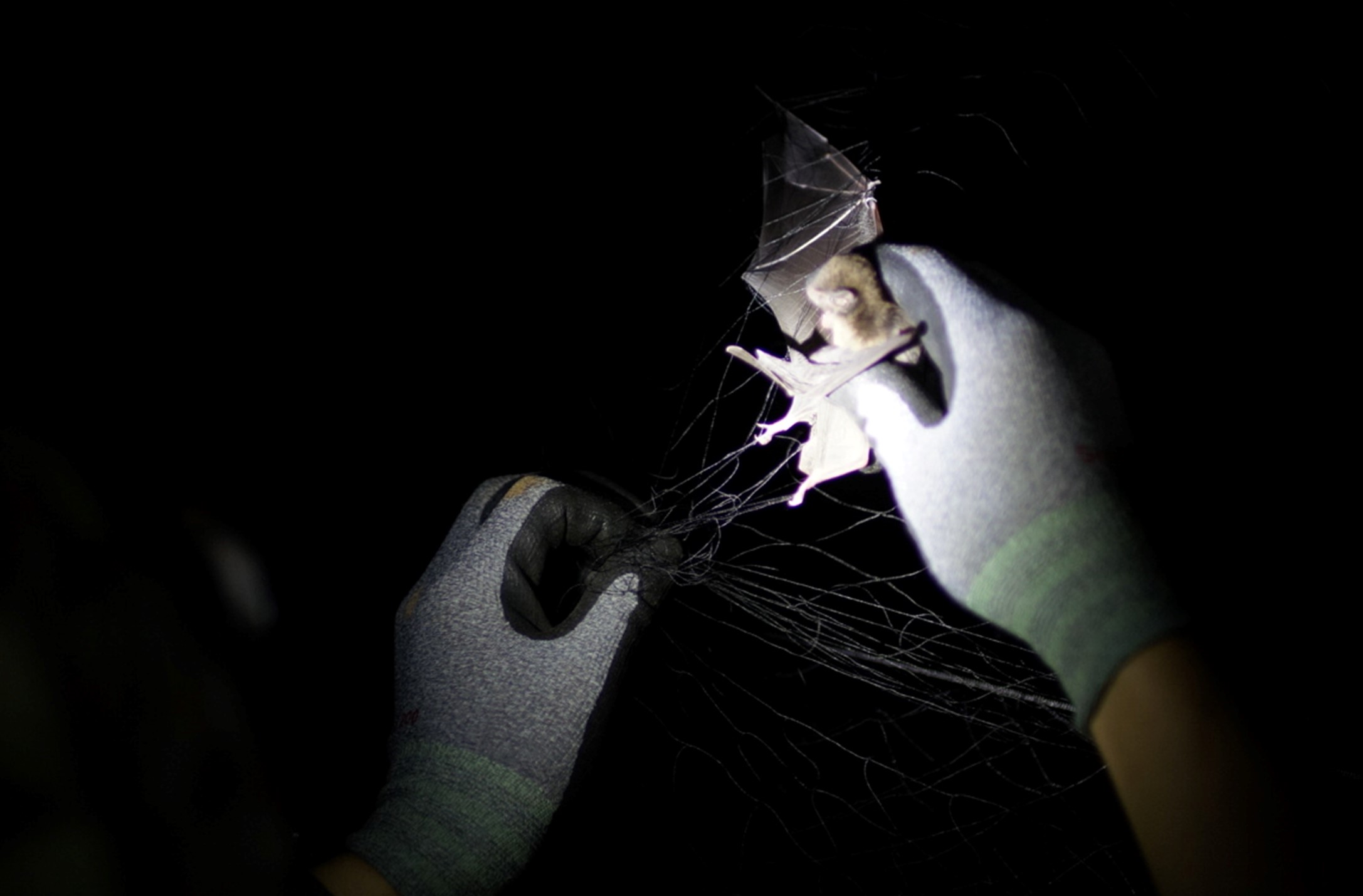 Releasing a bat from a mist net.
