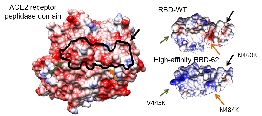 Electrostatic complementarity of binding