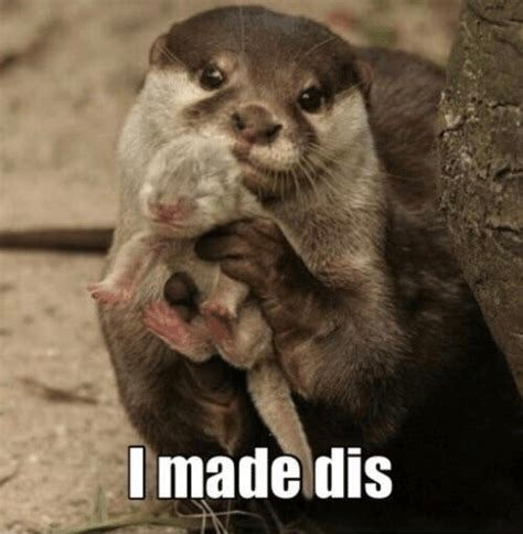 A meme of a mother otter holding a baby otter with the caption ' I made dis'