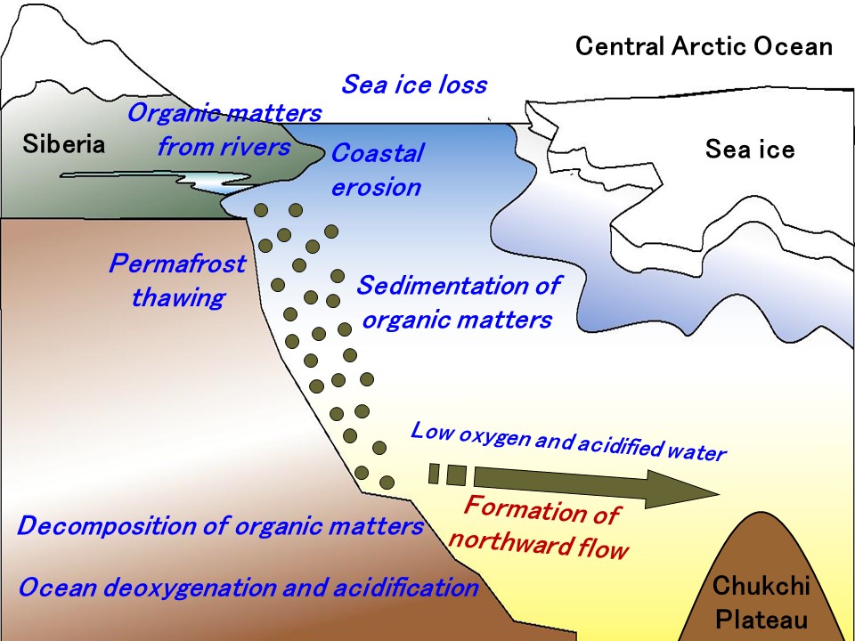 Fig. 2. Schematic of the transport of low oxygen and acidified water from the shelf-slope off Siberia to the Chukchi Plateau. Terrestrial/marine organic matters derived from rivers, coastal erosion, permafrost thawing, and biological production are deposited on the seafloor off Siberia. A high quantity of organic matter decomposition produces low oxygen and acidified water. This water is transported to the Chukchi Plateau with a northward flow caused by a change in large-scale ocean circulation related to the sea ice loss (see text for details). The organic matter supply from each source is expected to increase in the future, resulting in wider areas of production and spread of the low oxygen and acidified water.