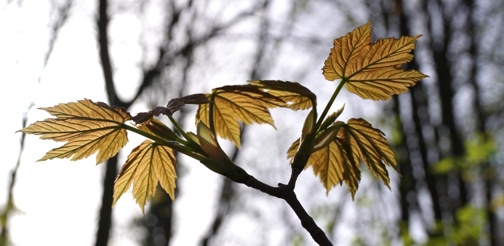 Mapple leaves unfolding in spring Acer_unfolding