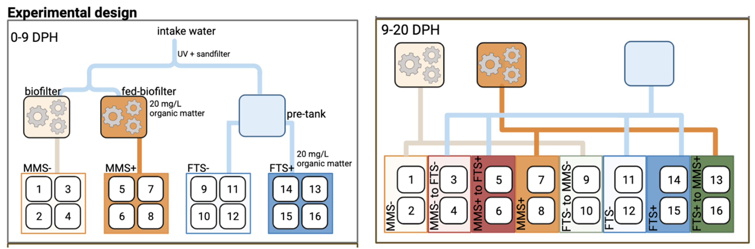 Figure 2: Our experimental design to test if the water treatment systems MMS and FTS leave legacy effects in the rearing water tanks. Sixteen rearing tanks were given either FTS or MMS water at high or low resource availability, yielding four groups. After nine days, we switched the inlet pipes in half of the tanks giving them a new water treatment system. We monitored the larval survival and robustness in addition to sampling the rearing water bacterial communities at 1- and 12-days post-hatching (DPH).