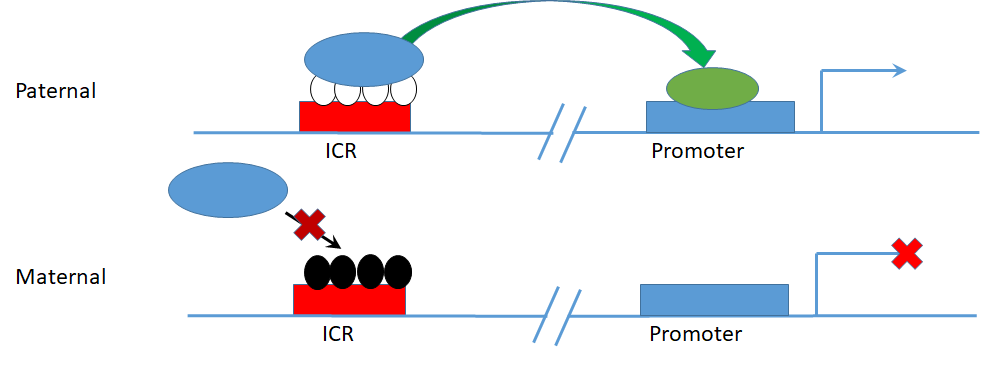 Figure 2 – Parent of origin specific allele methylation at an ICR regulating imprinted allele specific gene expression.