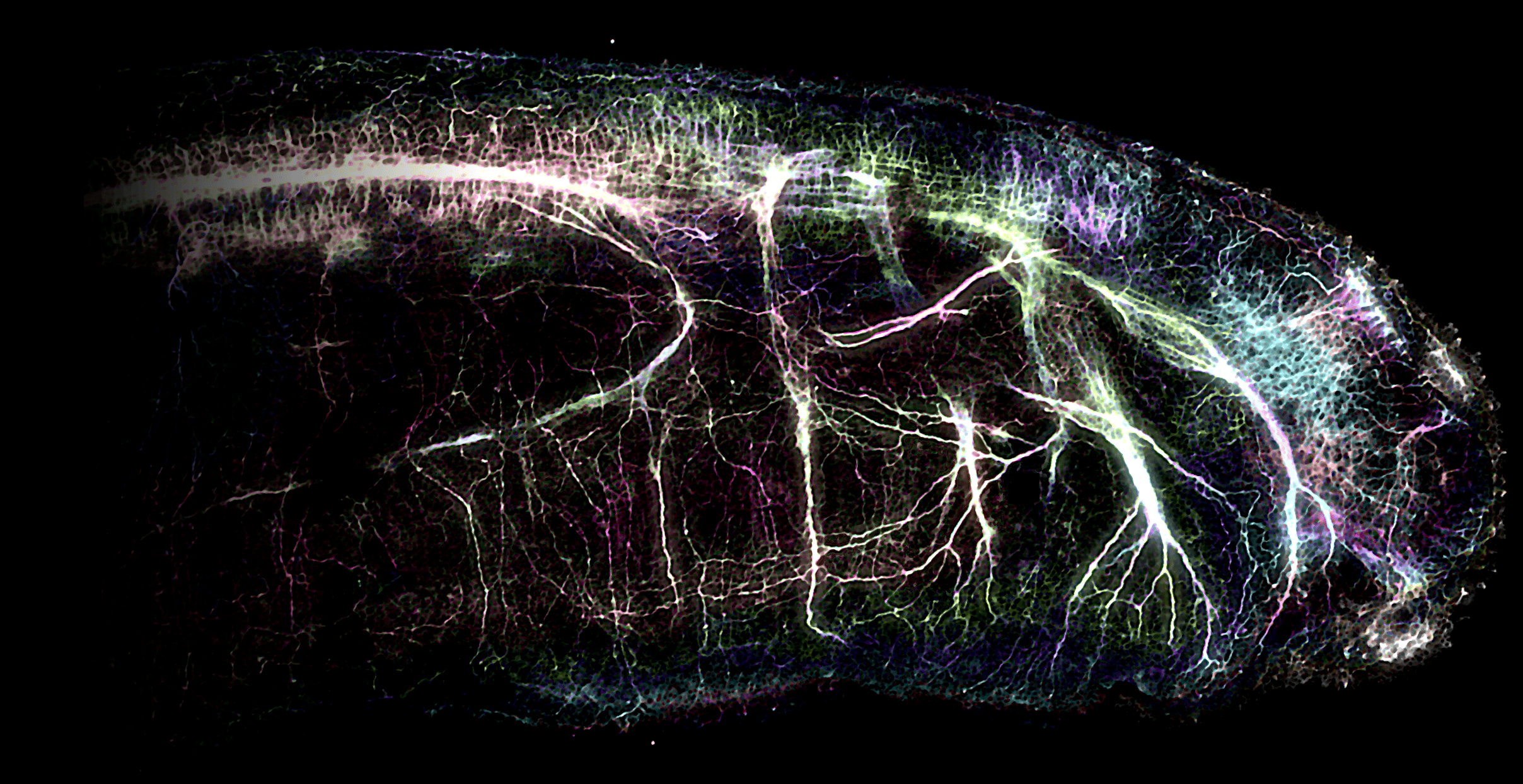 Fig. 1 | The nervous system of a lamprey embryo, colour coded by depth.