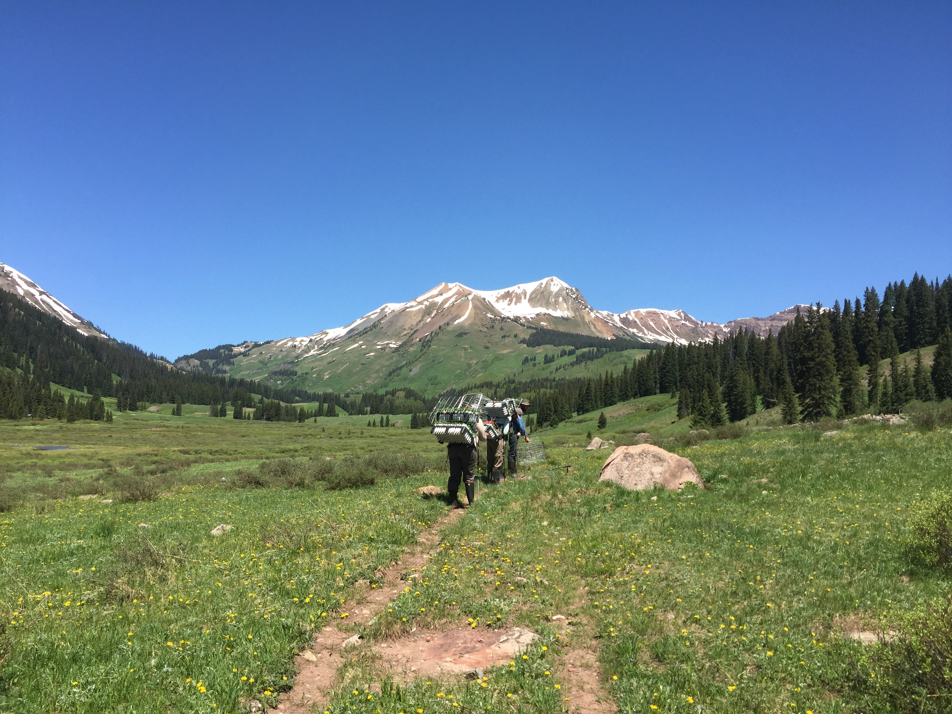 Researchers carrying plants
