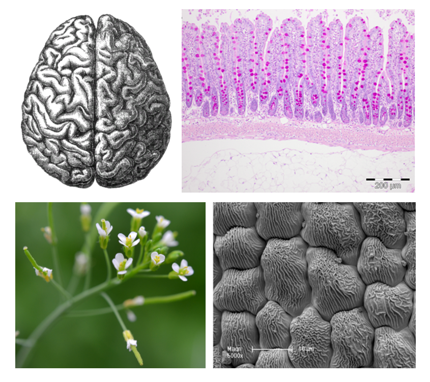 The distinctive pattern on the surface of the human brain (top left) and the villi of the gut. The structural colours of some petals (bottom left) can be a result of nanoridges such as those observed on the epidermal cells (bottom right). (top right),