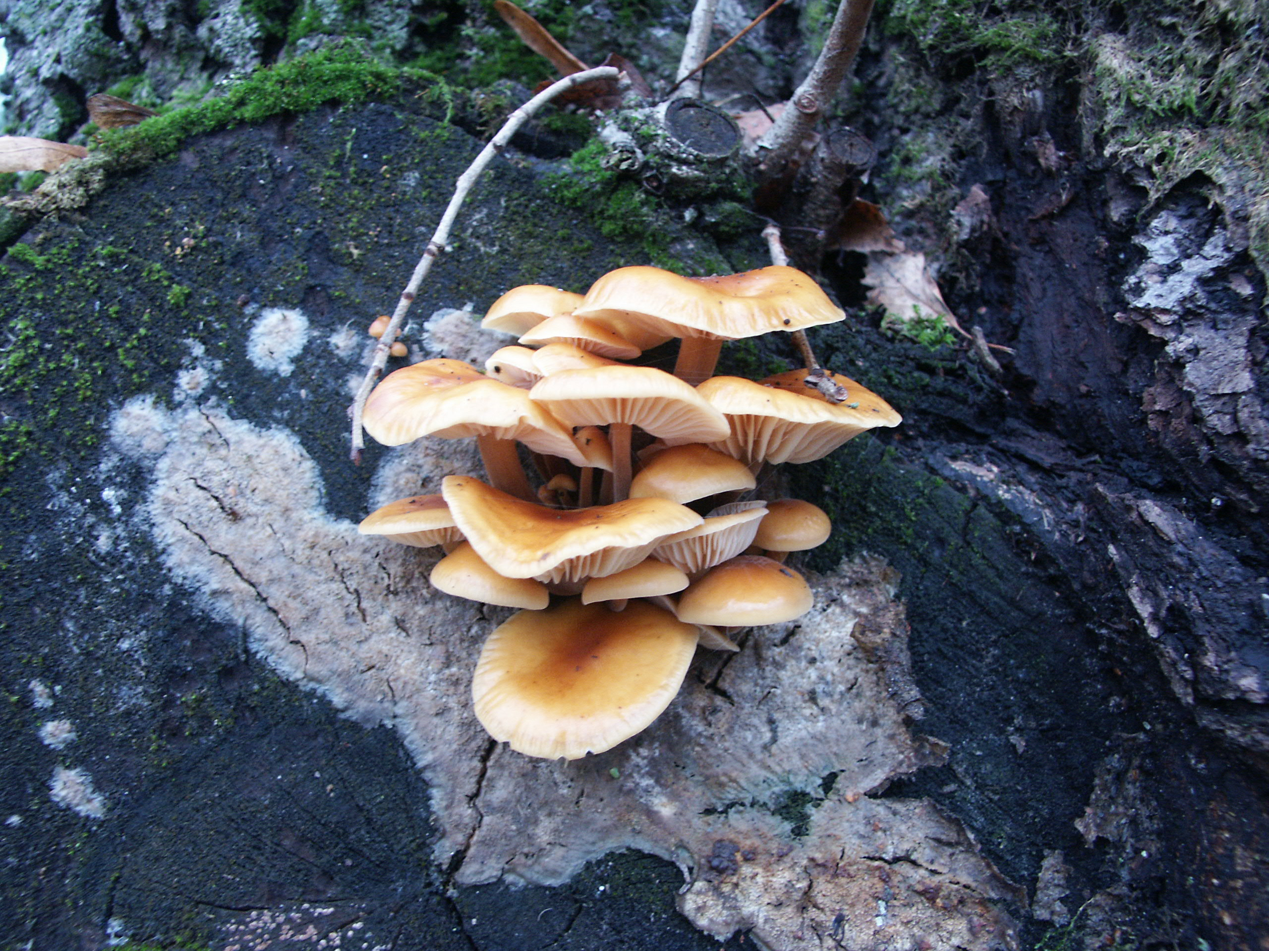 (This photo provided by Leho Tedersoo)