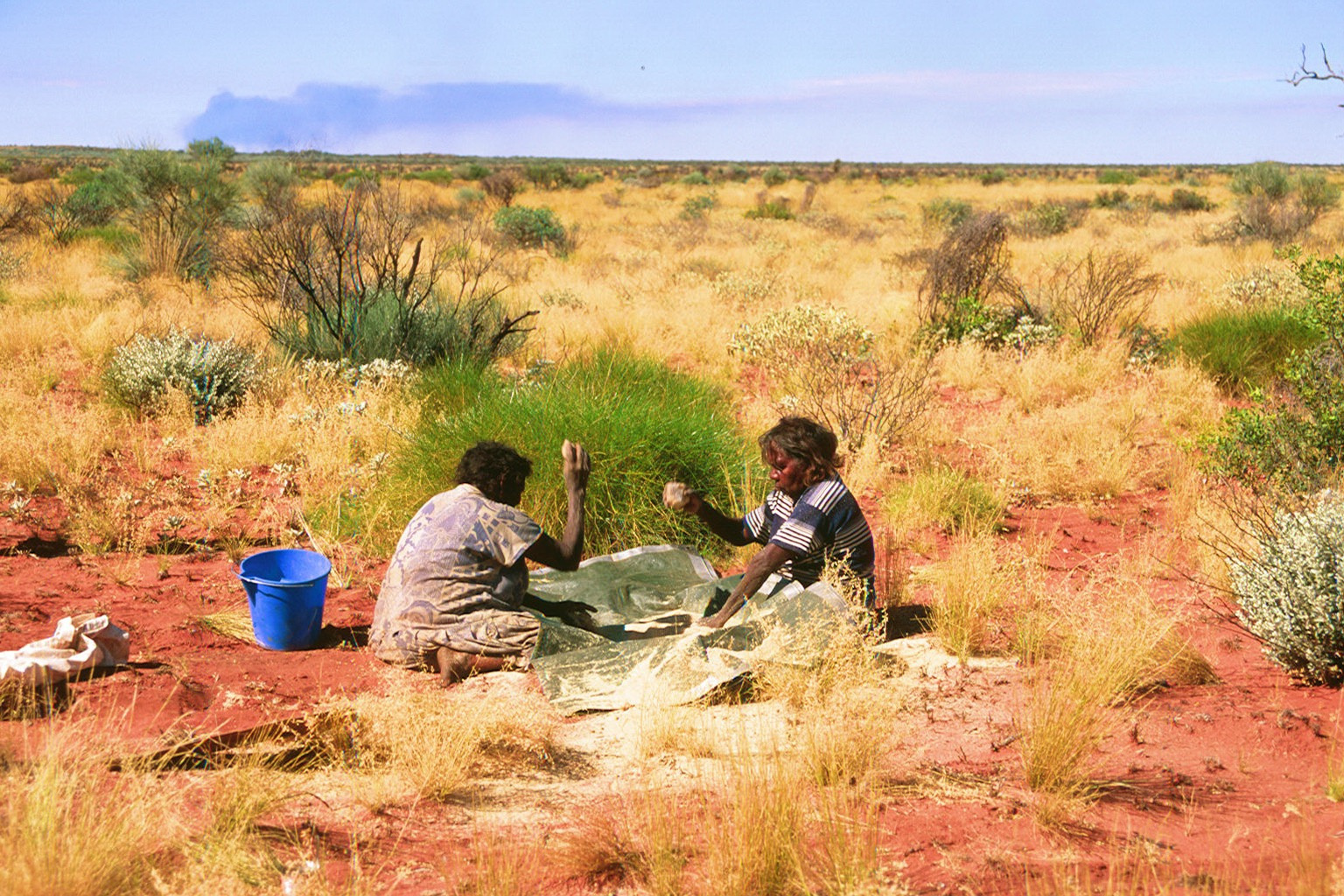 Two Martu women (J. Biljabu and R. Williams) thresh kunoruntu, or woolybutt, the edible seed of E. eriopoda, prior to winnowing