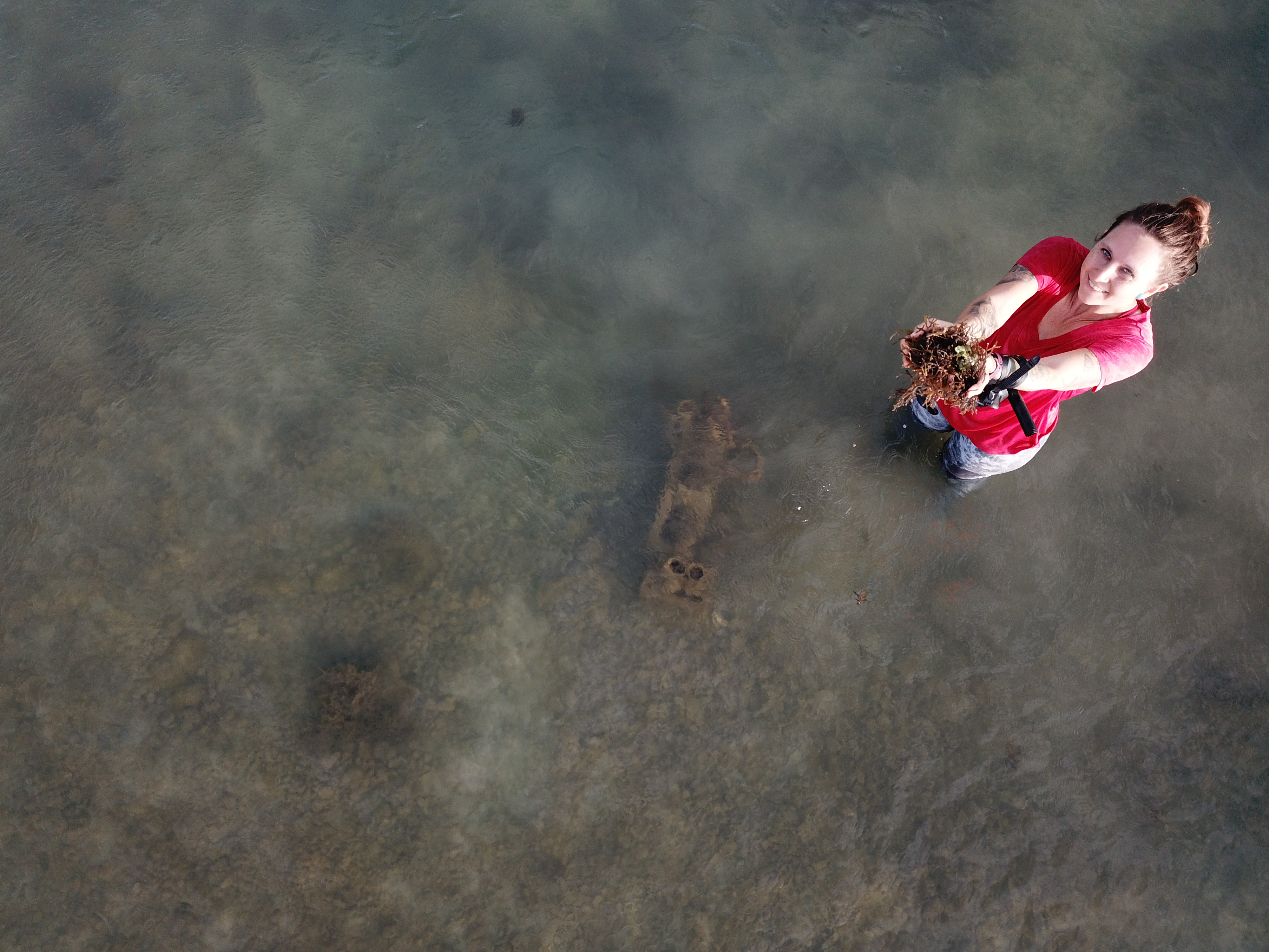 Author Veronica Gibson holds up a handful of gorilla ogo and spiny seaweed above the nearshore submarine groundwater spring at Waiʻalae ʻIki.