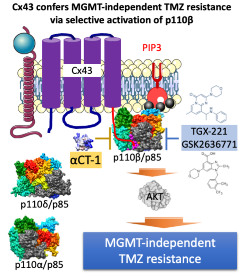Figure 1. Cx43 confers MGMT-independent TMZ resistance via selective activation of p110β: Cx43 recruits p110β/p85 signaling complexes to the cell membrane by selectively binding p110β. This results in PI3K activation and induces MGMT-independent TMZ resistance. αCT1 blocks the binding of Cx43 and p110β, thus inhibiting PI3K activity and reducing chemoresistance. Furthermore, when Cx43 is given together with TGX-221 or GSK2636771, which selectively inhibit p110β kinase activity, the combination synergistically restores TMZ sensitivity in MGMT-deficient glioblastomas. 