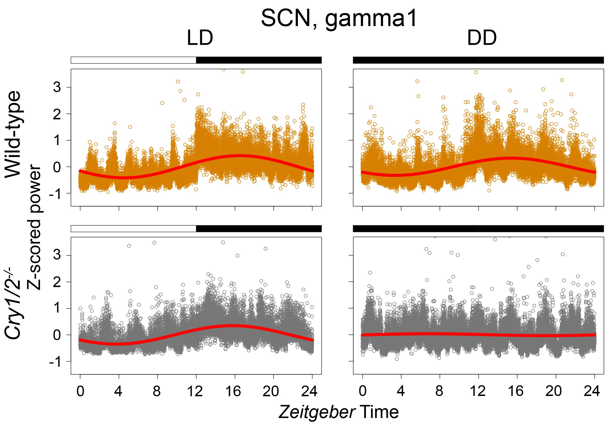 Whereas wild-type animals under LD show remarkable rhythmicity in their neuronal activity, this rhythmicity is completely lost in Cry1/2-/- animals under DD.