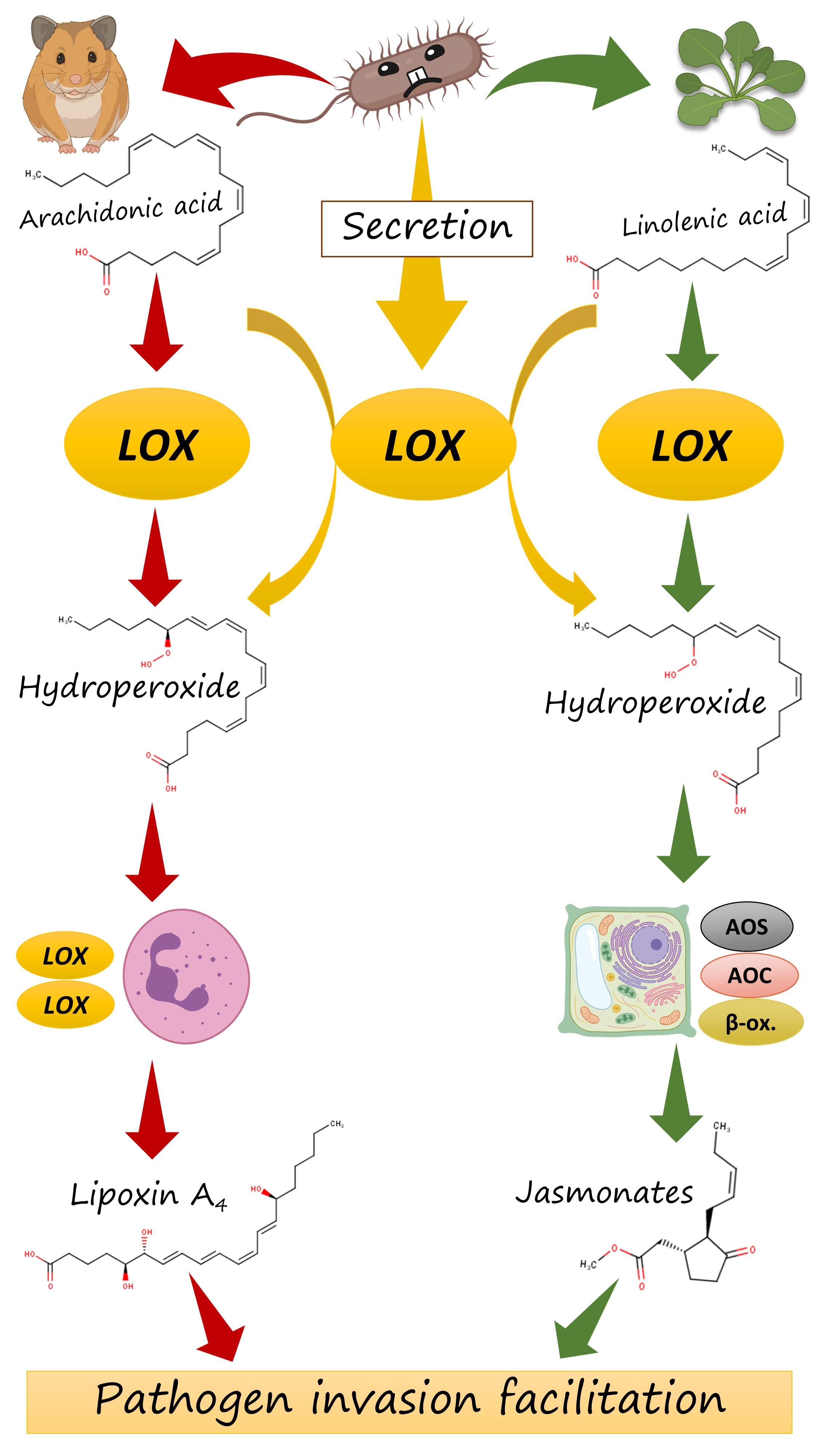 Biochemical diagram
