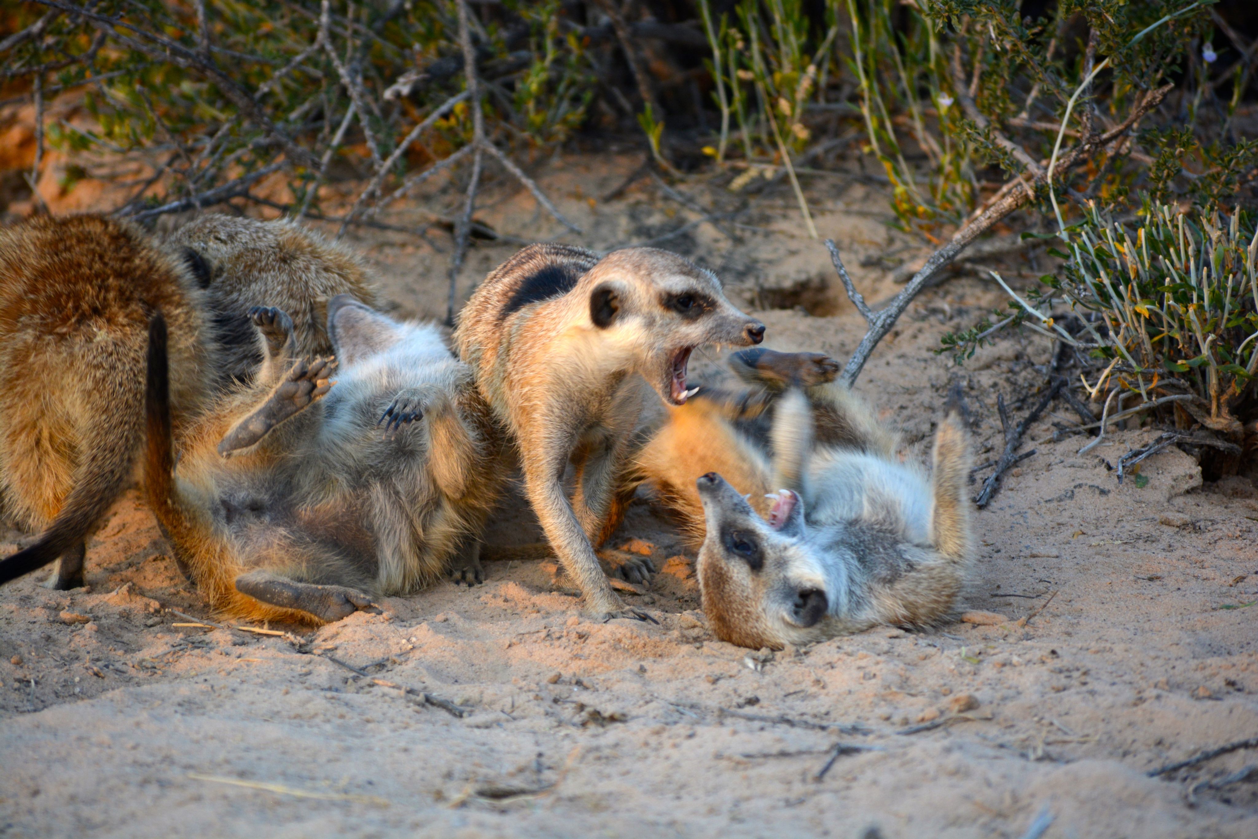 Meerkats ve tüberküloz arasında eşleşen silah yarışı