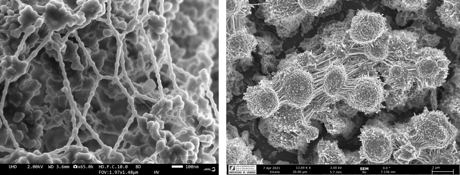 EPS and biofilm