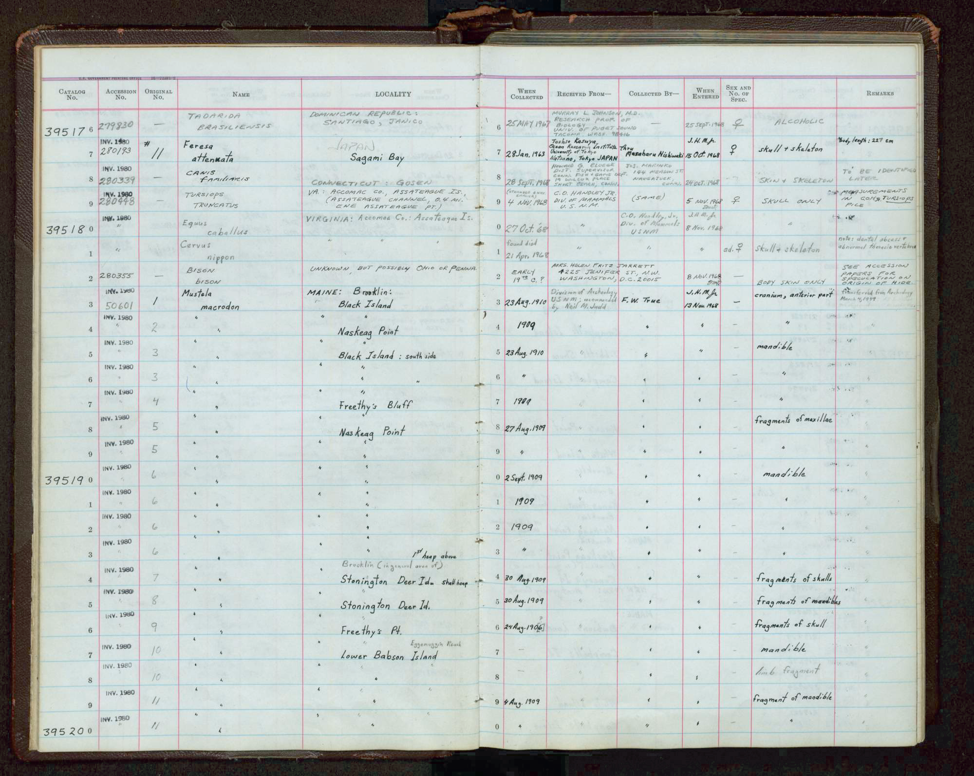 Entries of mink material from Brooklin, Maine, collected by archaeologists in the early 1900s, in the Smithsonian archives. Source: https://ids.si.edu/ids/deliveryService?id=https://collections.nmnh.si.edu/media/?irn=14479919