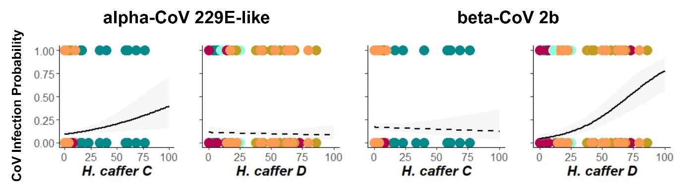 Figure 3. Infection likelihood with the alpha-CoV 229E-like increases the more Hipposideros (H.) caffer C are co-roosting with other bats and similarly, infection likelihood with the beta-CoV 2b rises when more Hipposideros caffer D are present.